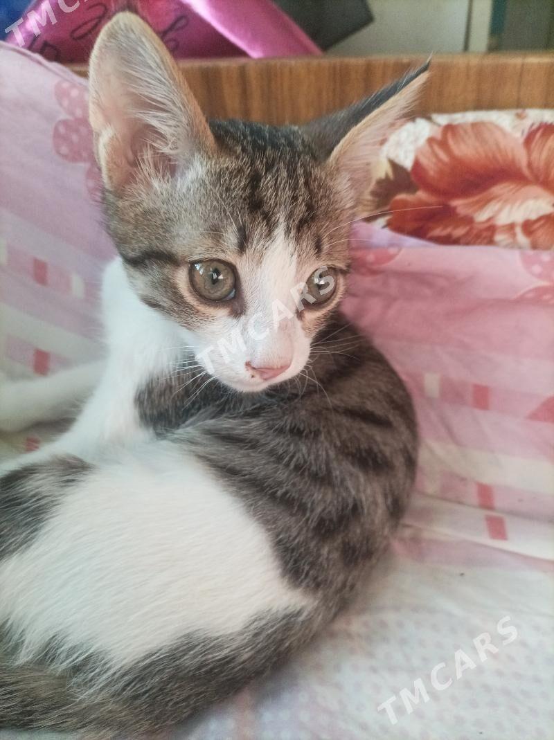 Домашний котенок. - 11 мкр - img 2