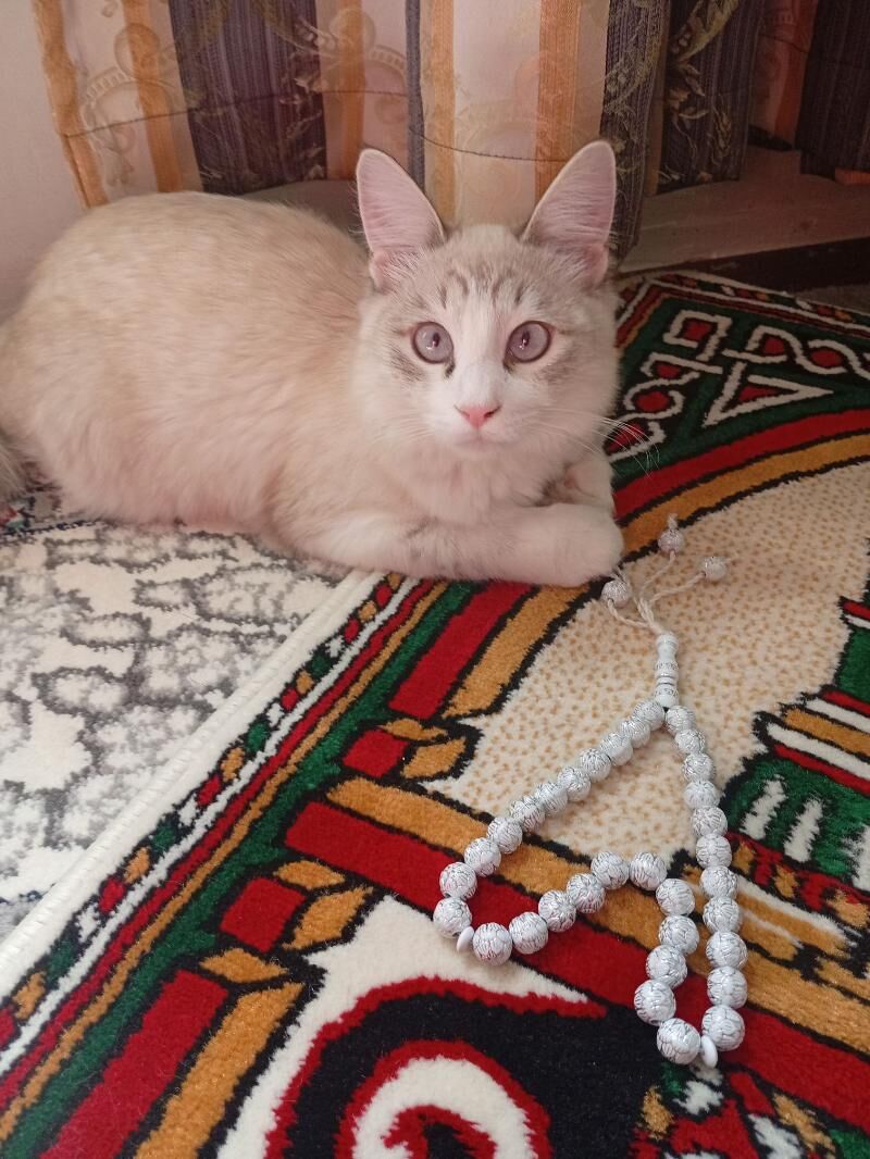 Ragdoll American pişik - Ашхабад - img 4