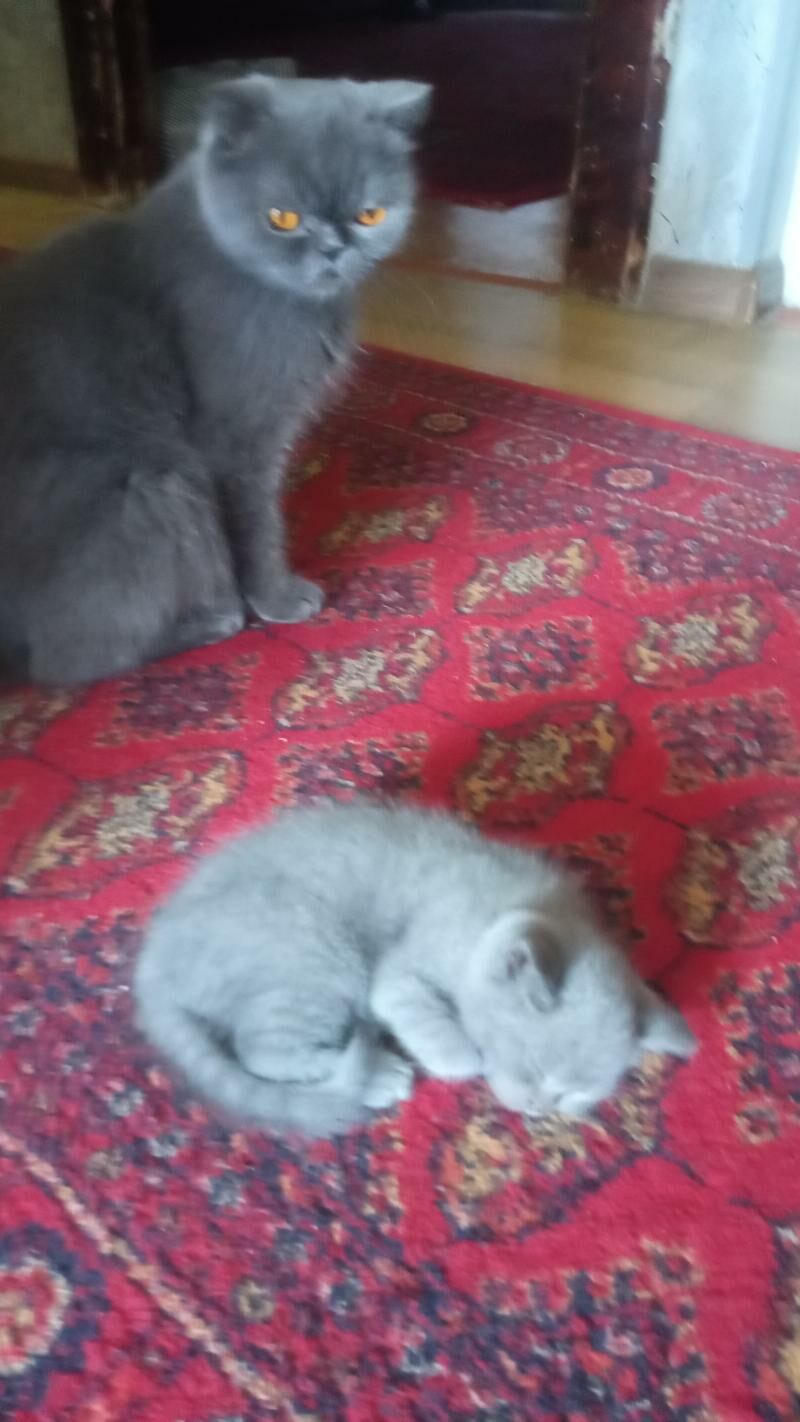 британский котенок - Türkmenabat - img 2