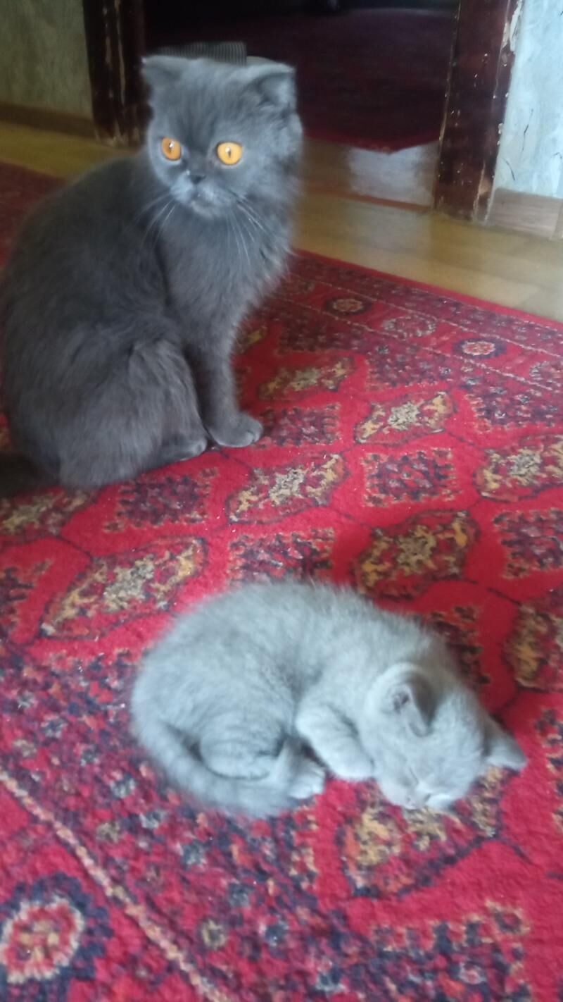британский котенок - Türkmenabat - img 1