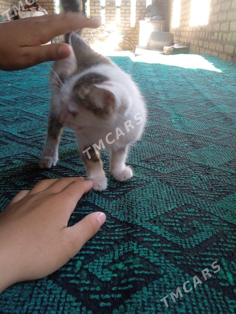 Pişik - Саят - img 2