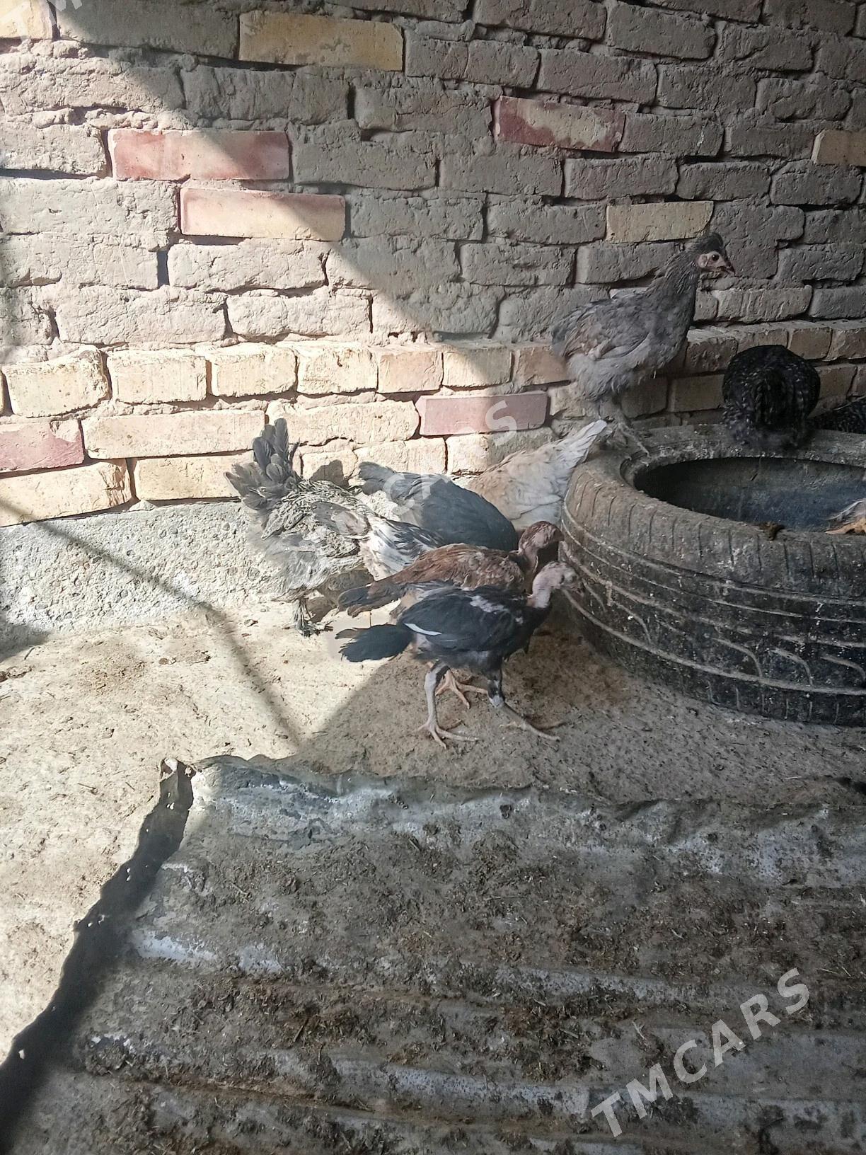 baysok juyje - Сакарчага - img 5