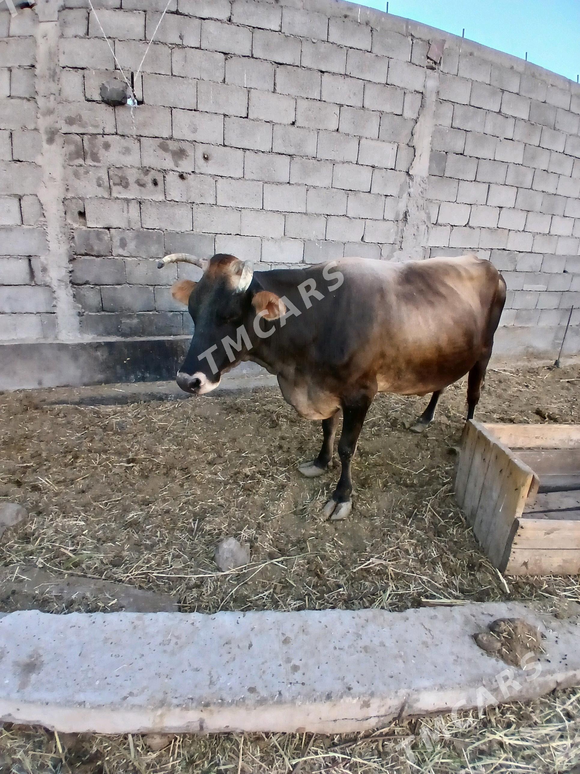 babarap - Gökdepe - img 5