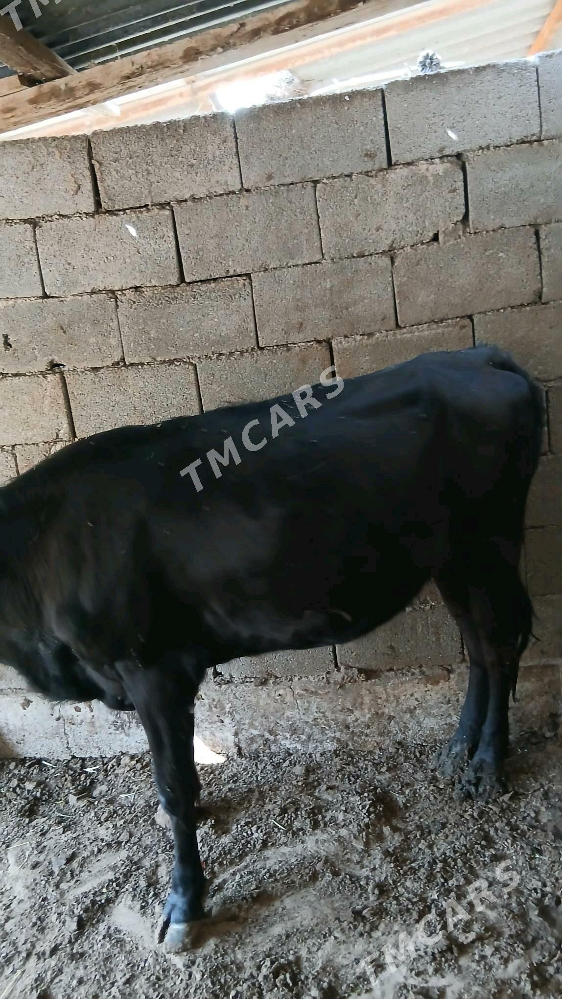Tuwe Okuz - Garadamak Şor - img 3