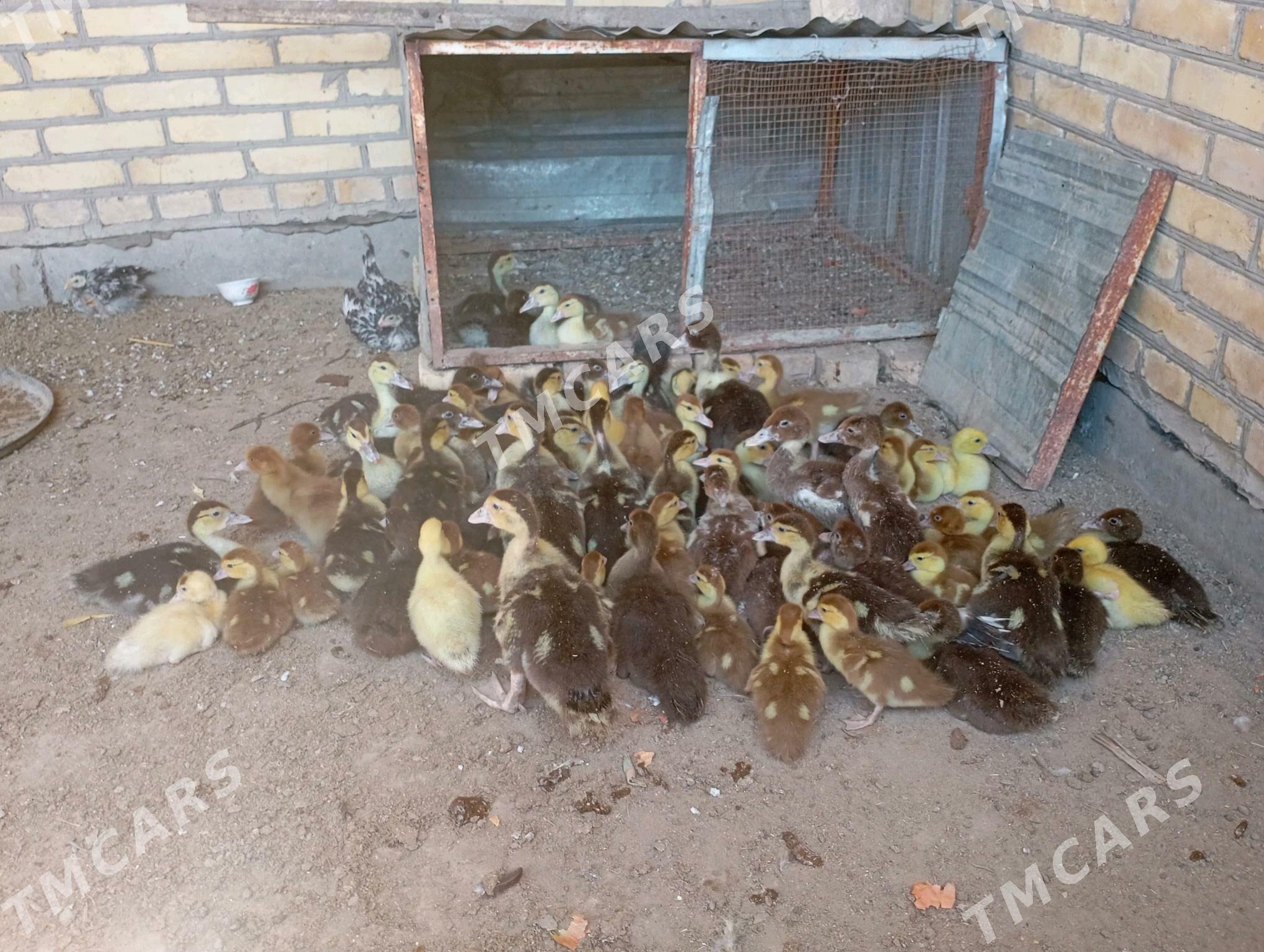 65 саны мускус джужелер - Фарап - img 2