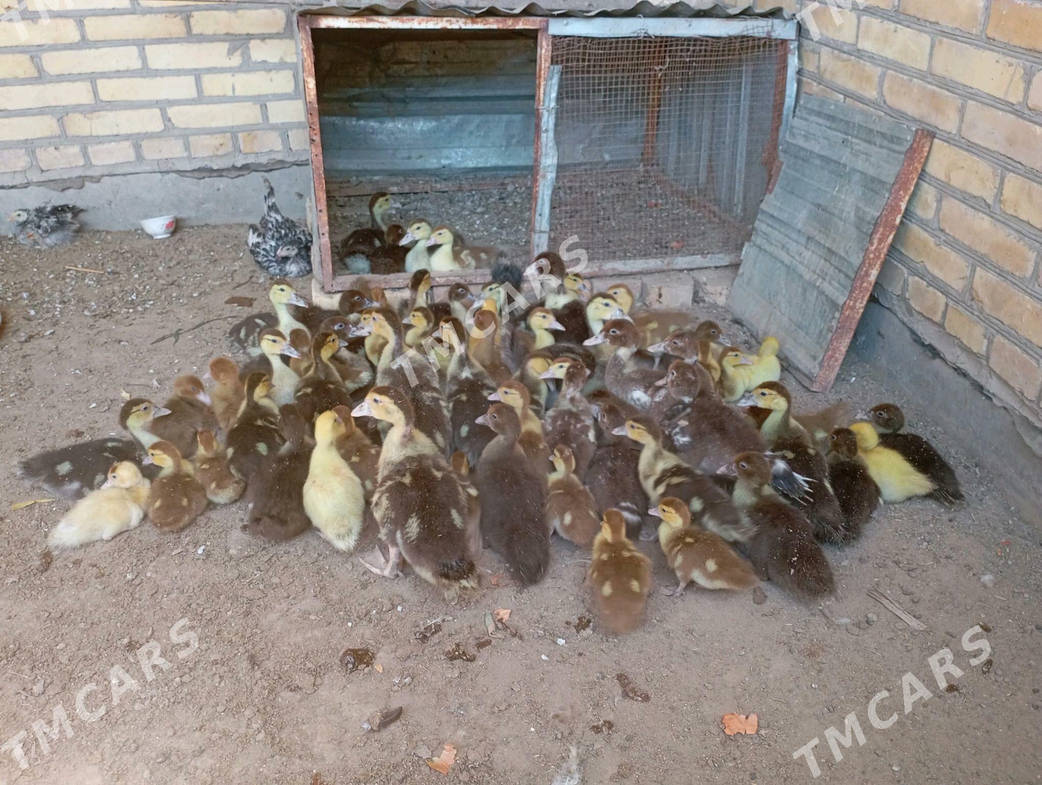 65 саны мускус джужелер - Фарап - img 3