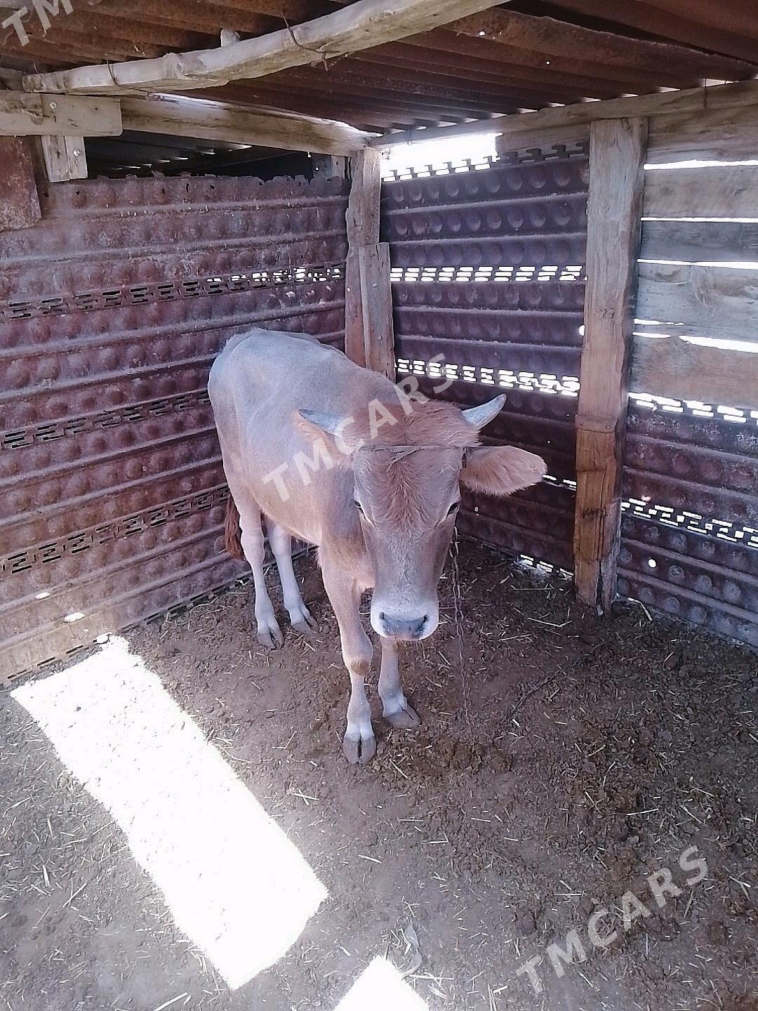 Öküz - Gyzylarbat - img 3