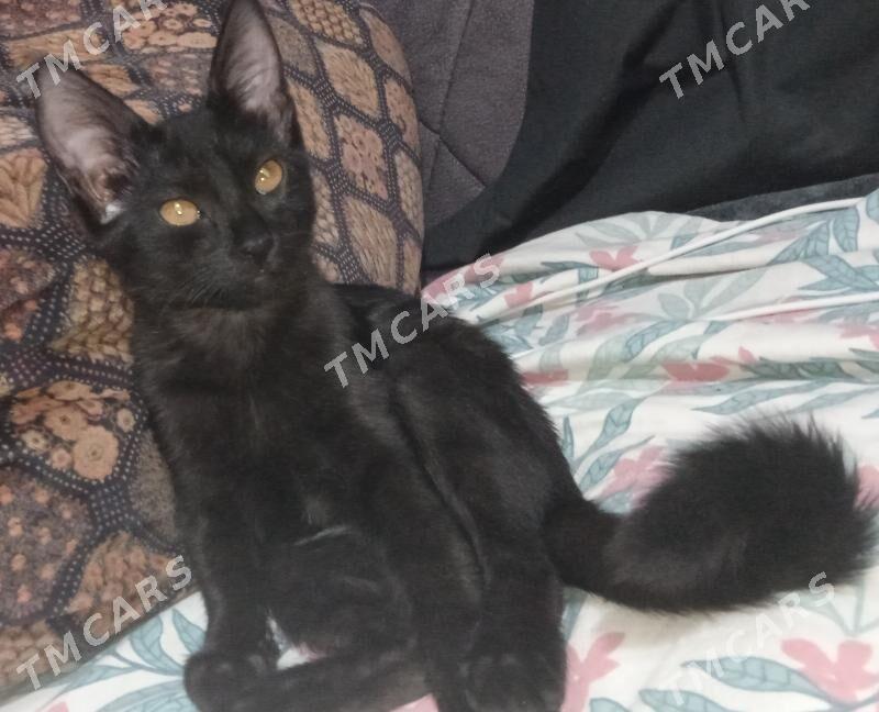 Pishijik/Котёнок - Шабатский этрап - img 2