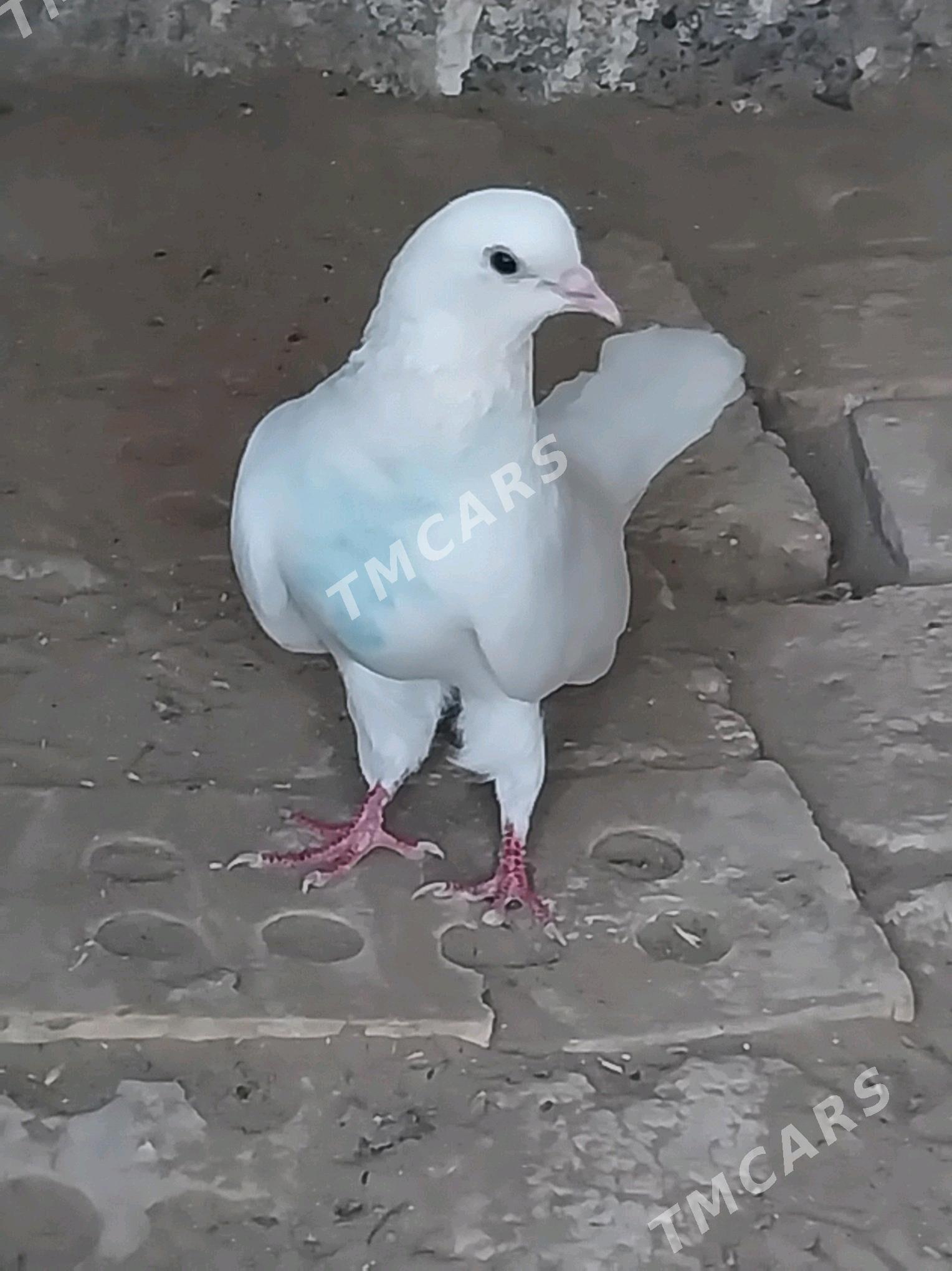 KEPDERI.. - Мургап - img 10