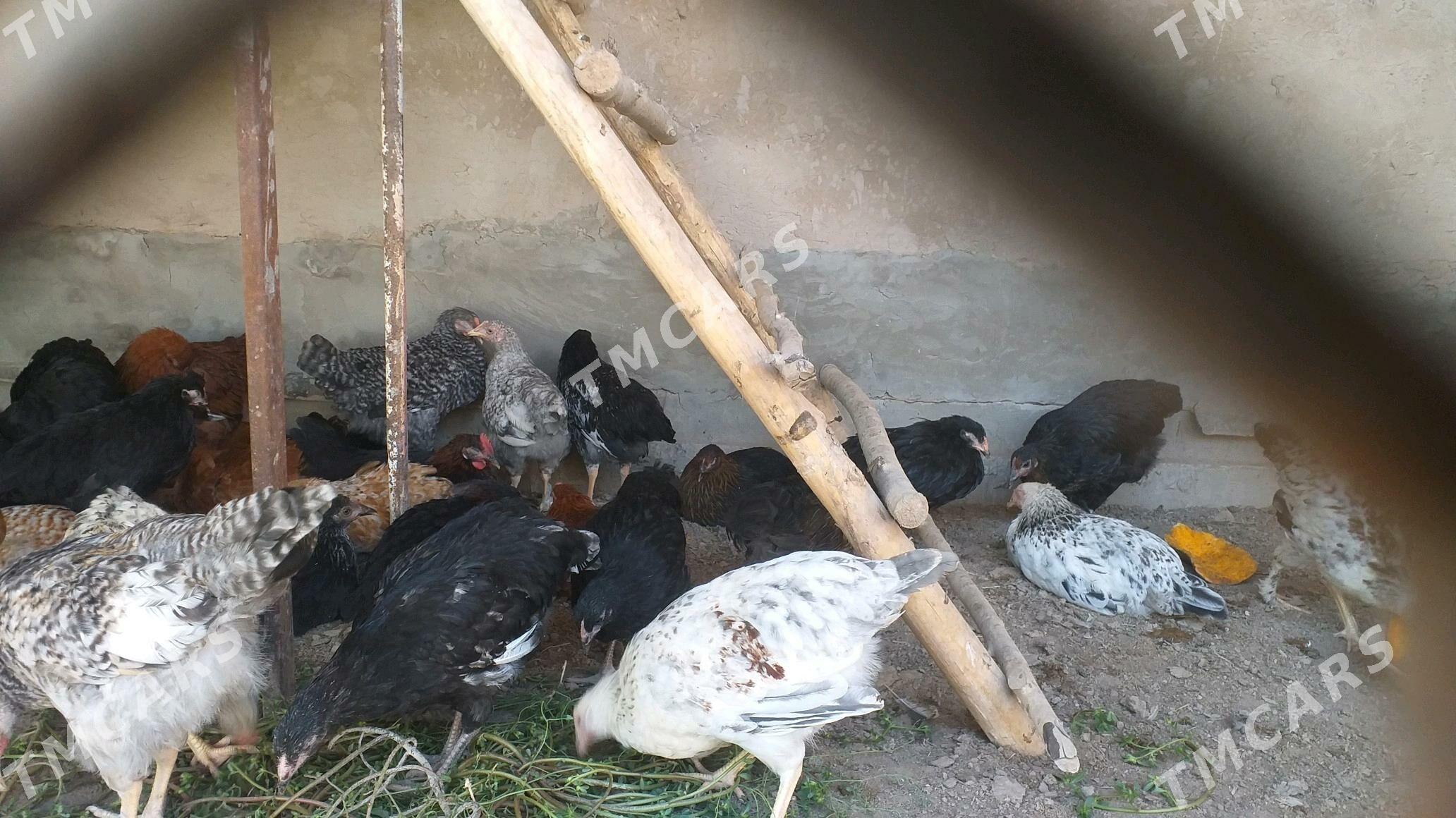 juyje pachti towuk bolan - Köneürgenç - img 3