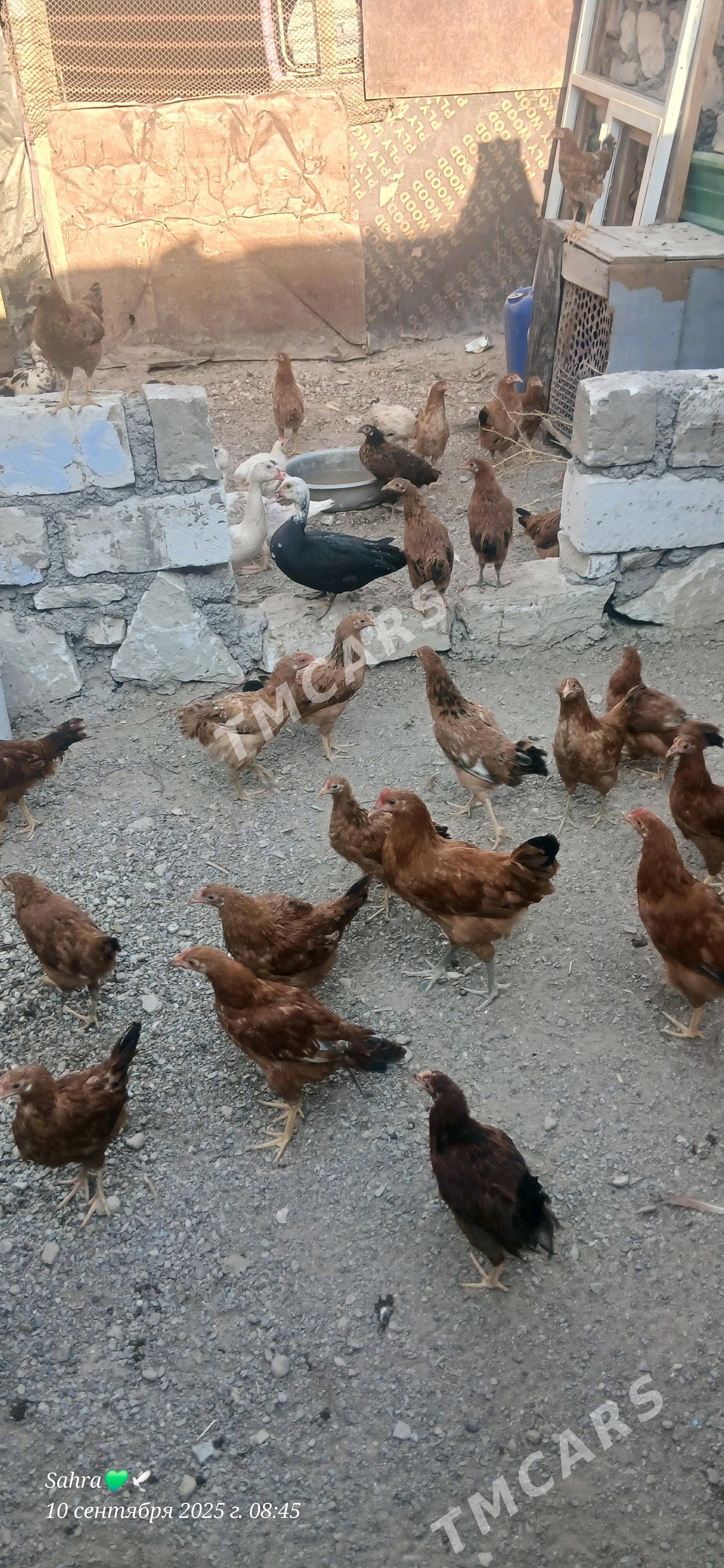 Juje - Türkmenbaşy - img 2