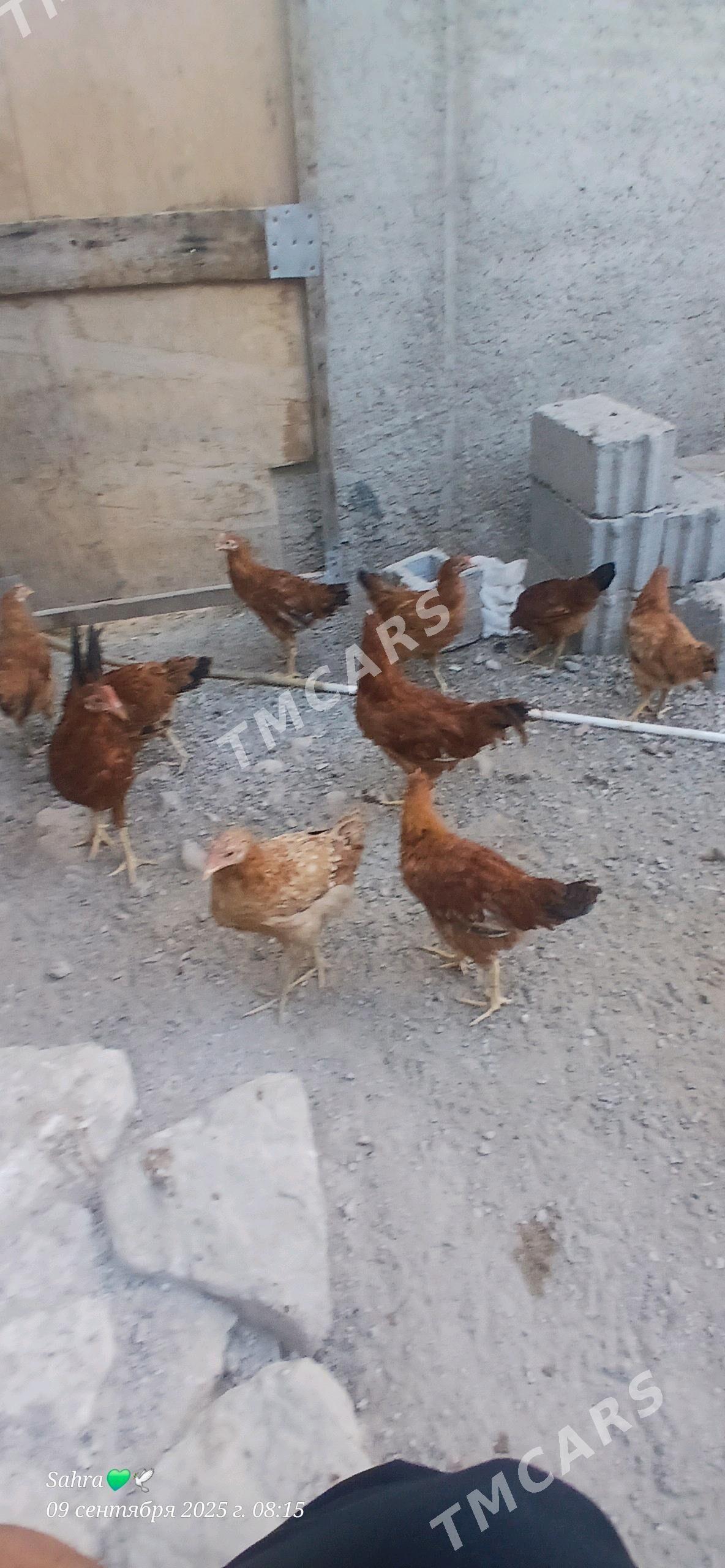 Juje - Türkmenbaşy - img 5
