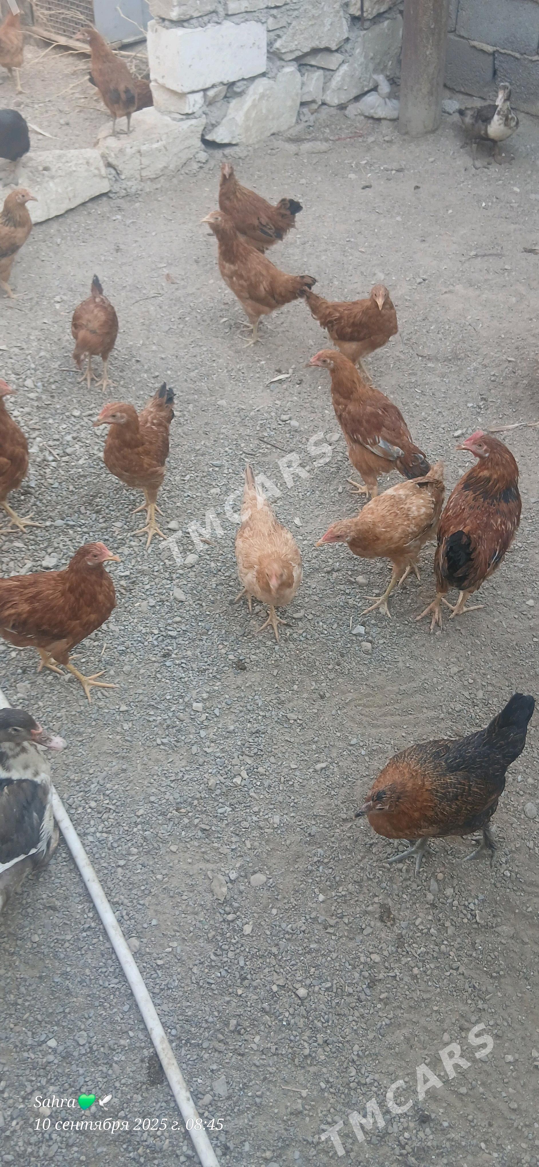 Juje - Türkmenbaşy - img 4