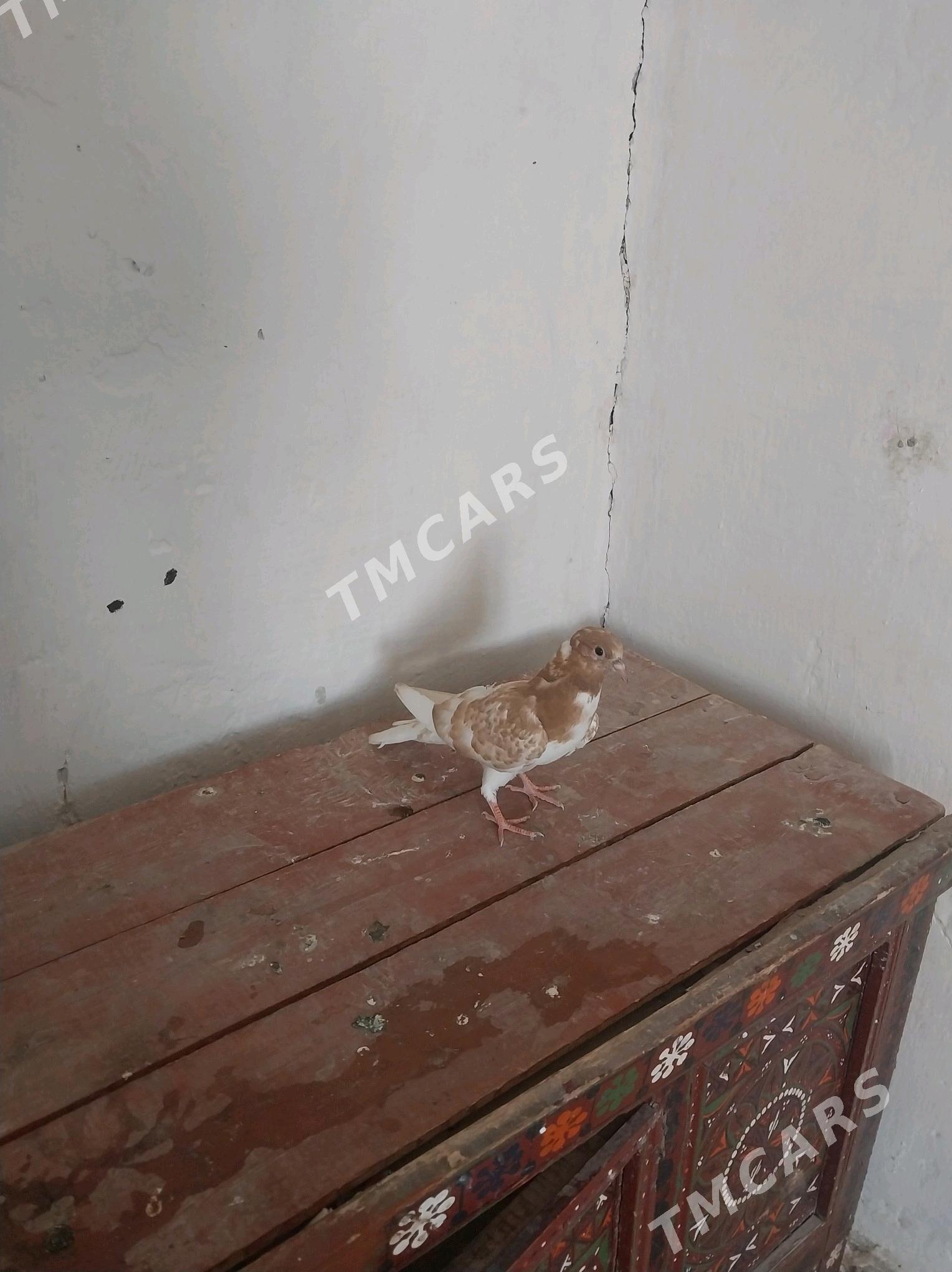 kepderi - Gyzylarbat - img 2