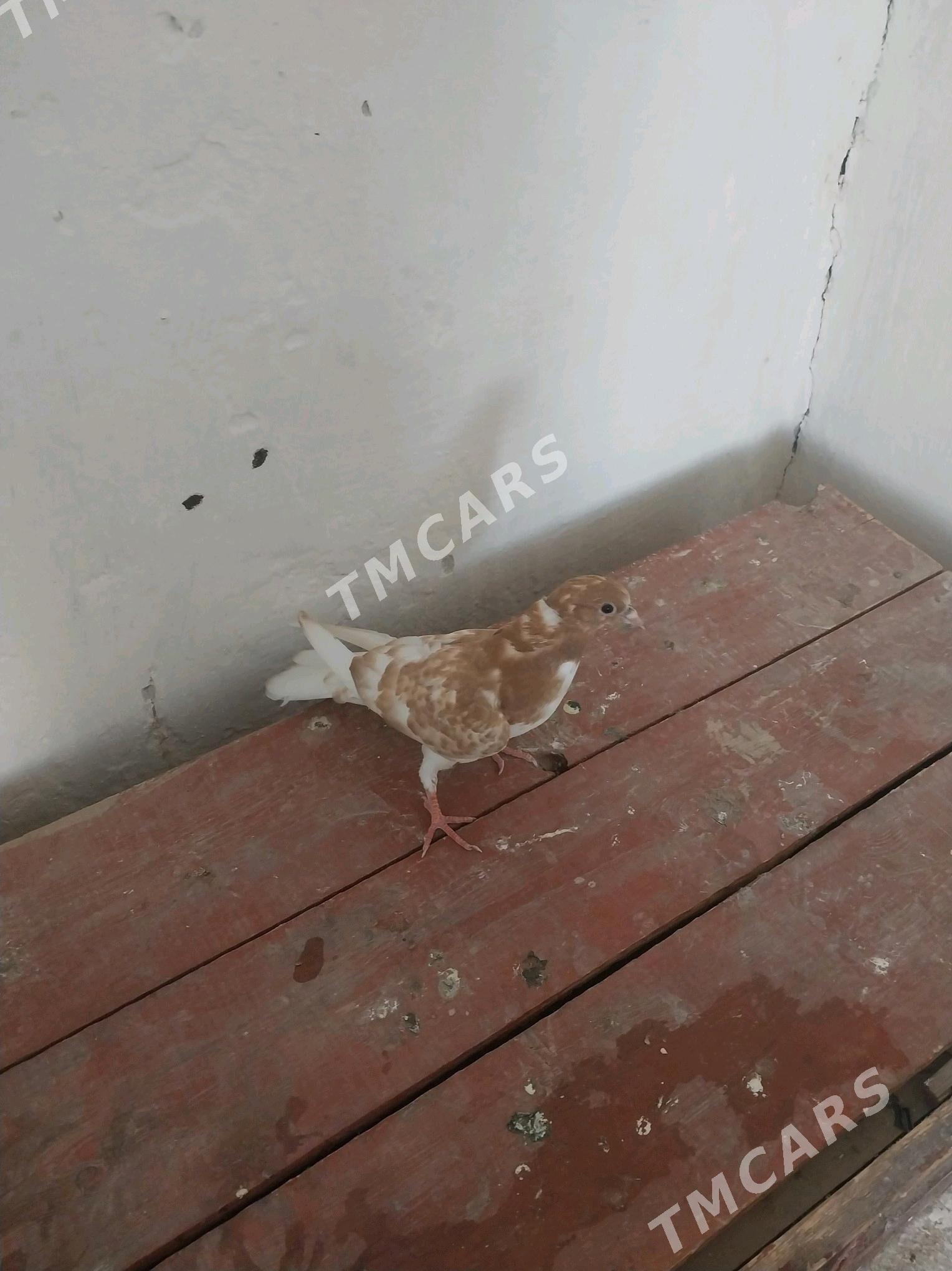 kepderi - Gyzylarbat - img 5
