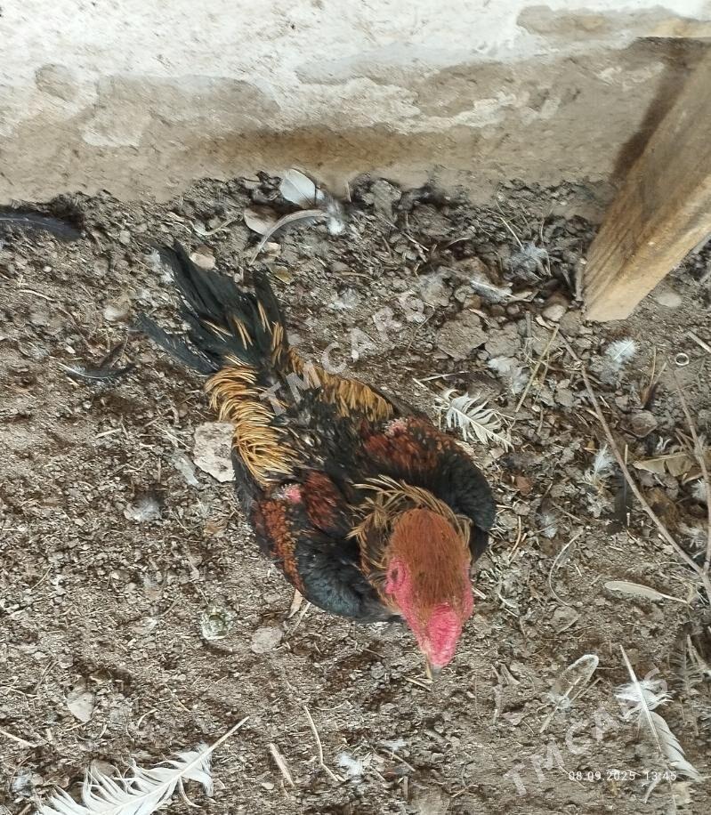 Karey 1yas 8aylyk - Türkmenabat - img 3