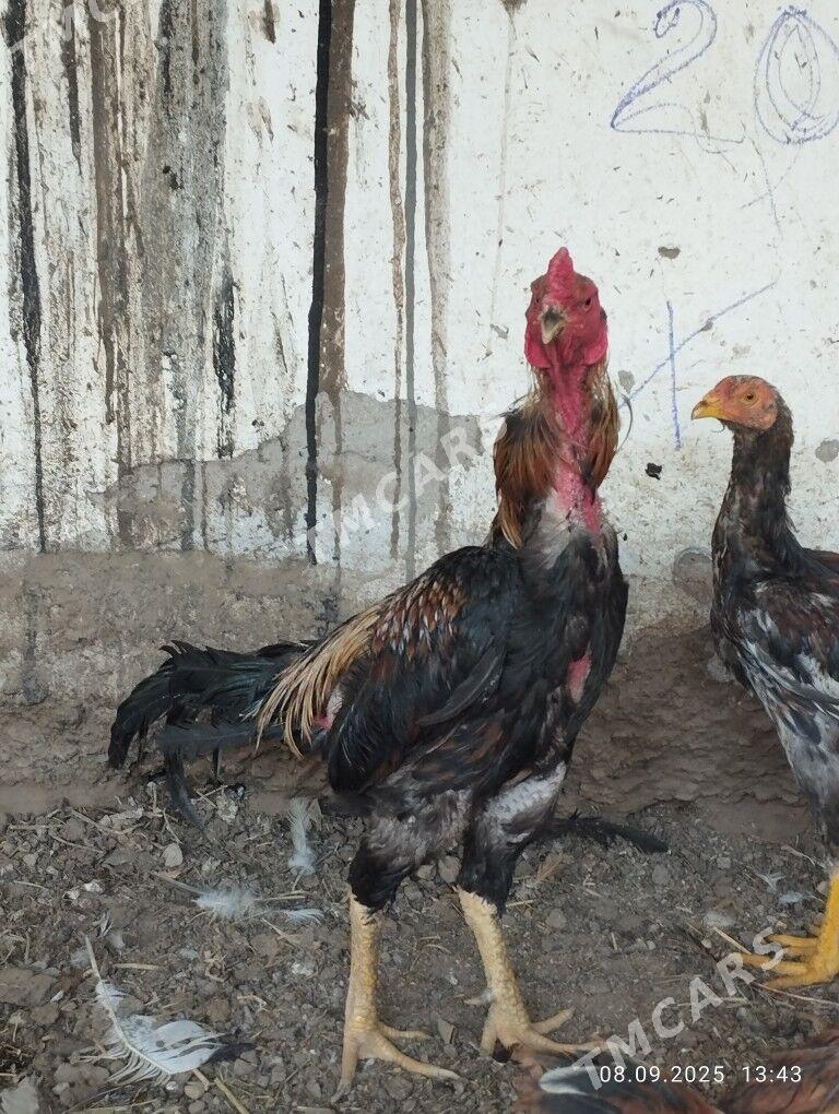 Karey 1yas 8aylyk - Türkmenabat - img 2