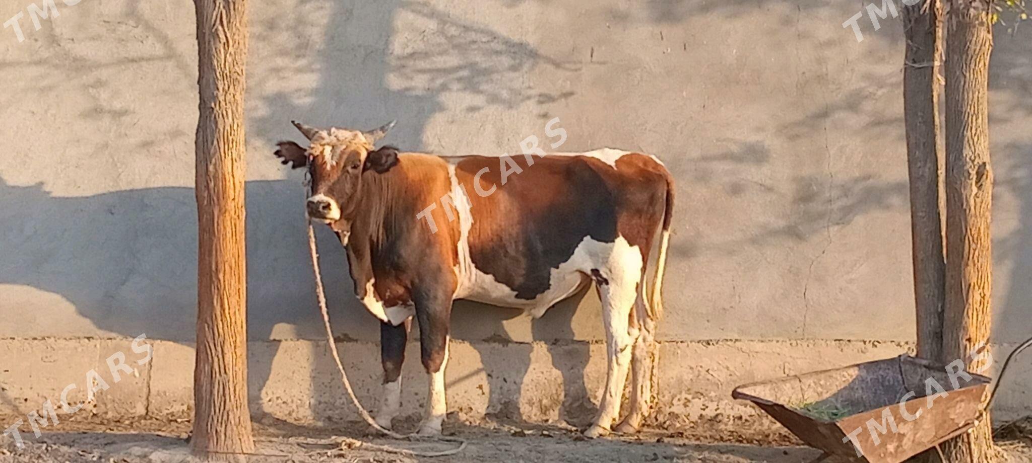 Öküz - Kaka - img 2