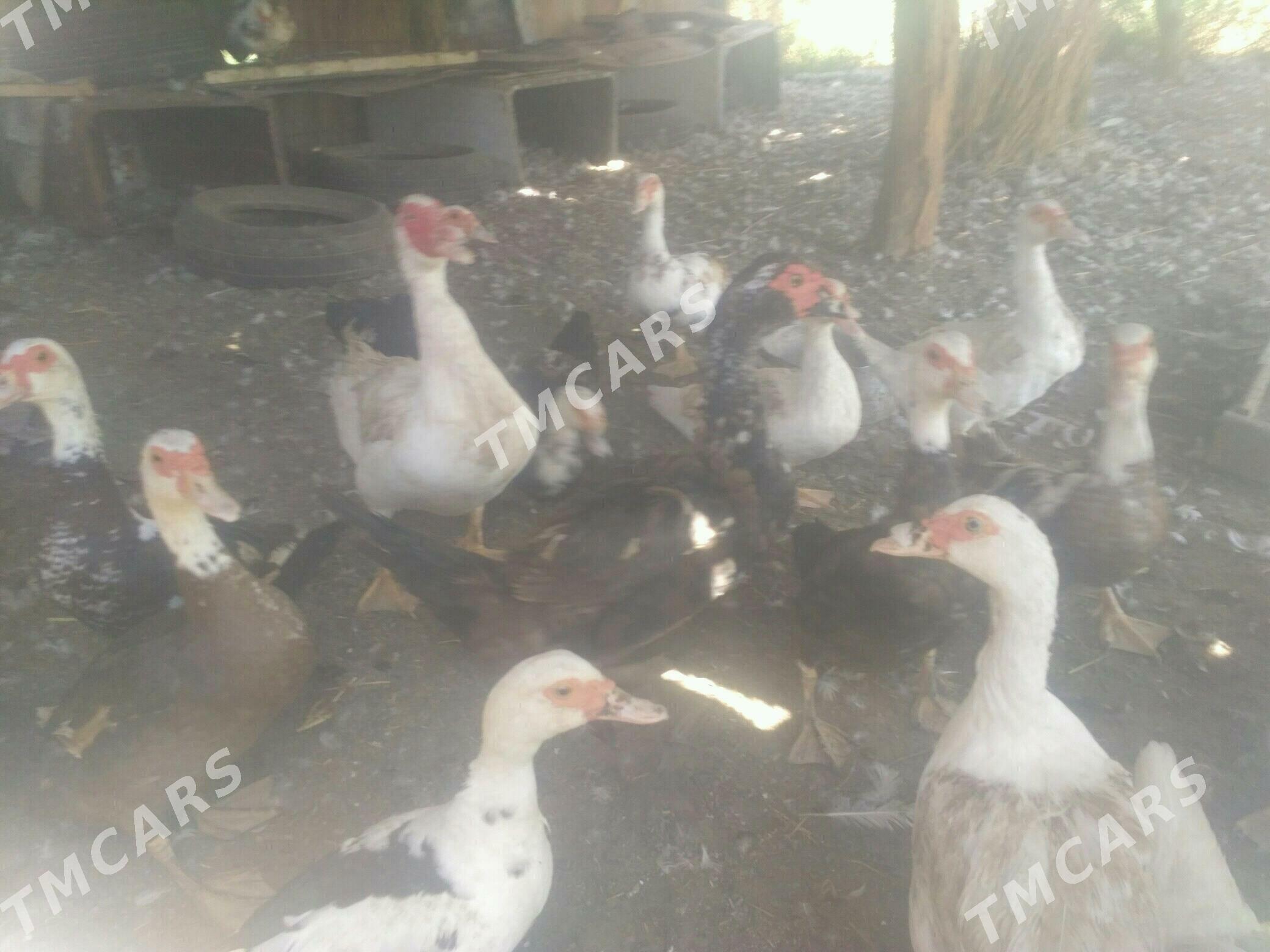 ördek - Türkmenabat - img 2