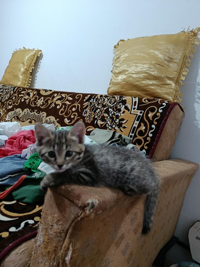 отдам в добрые руки - Türkmenabat - img 3