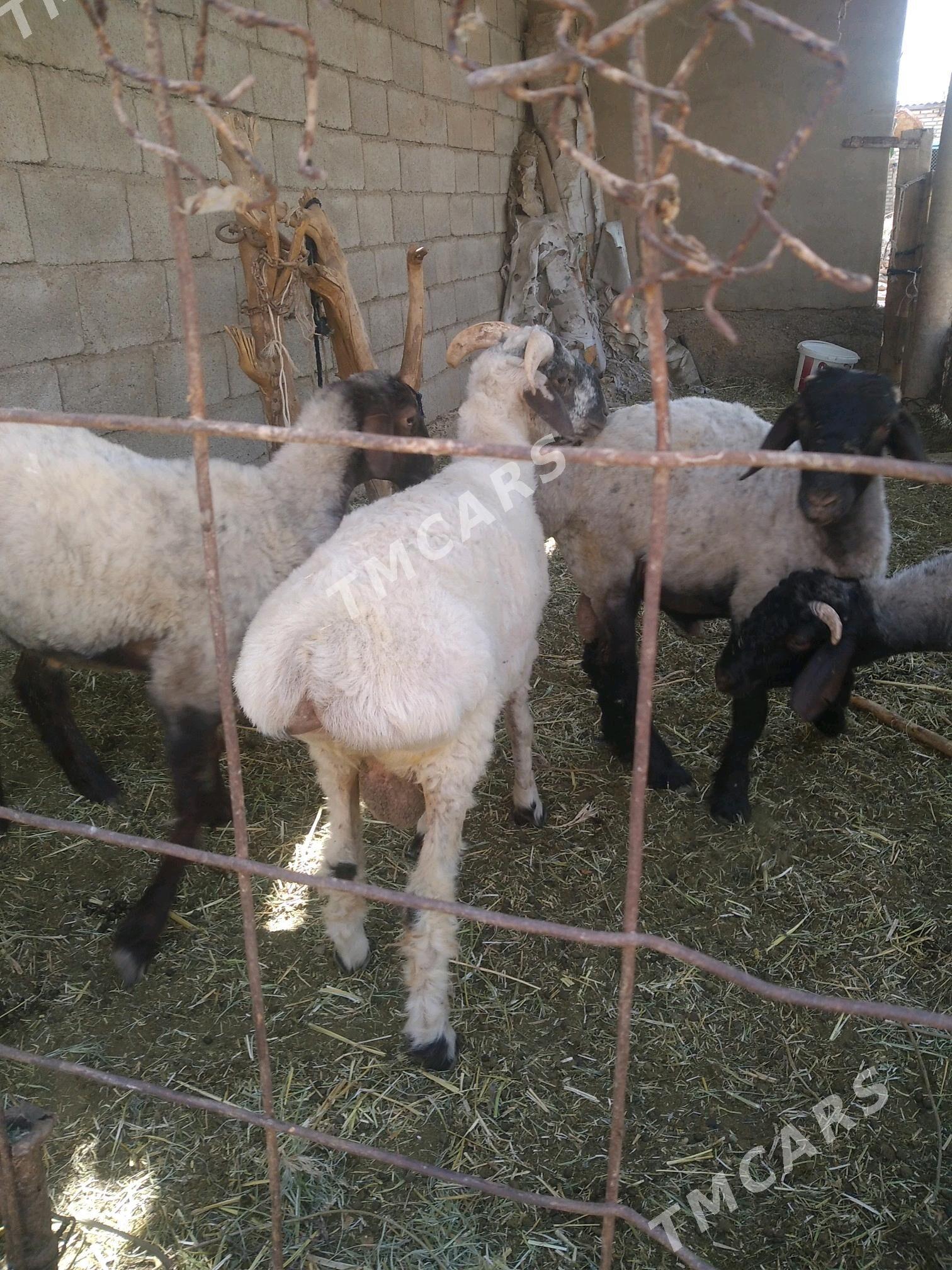işşek goyun - Tejen - img 2