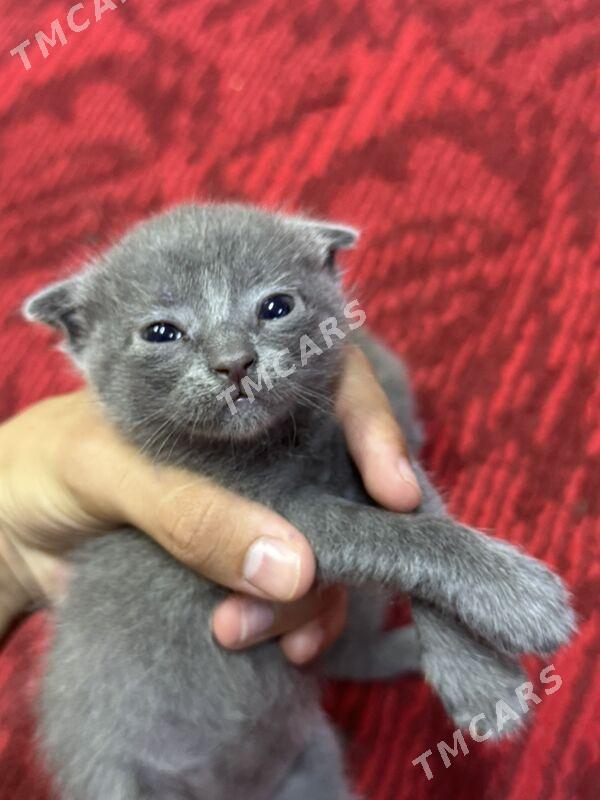 шотландские котики - Дашогуз - img 2