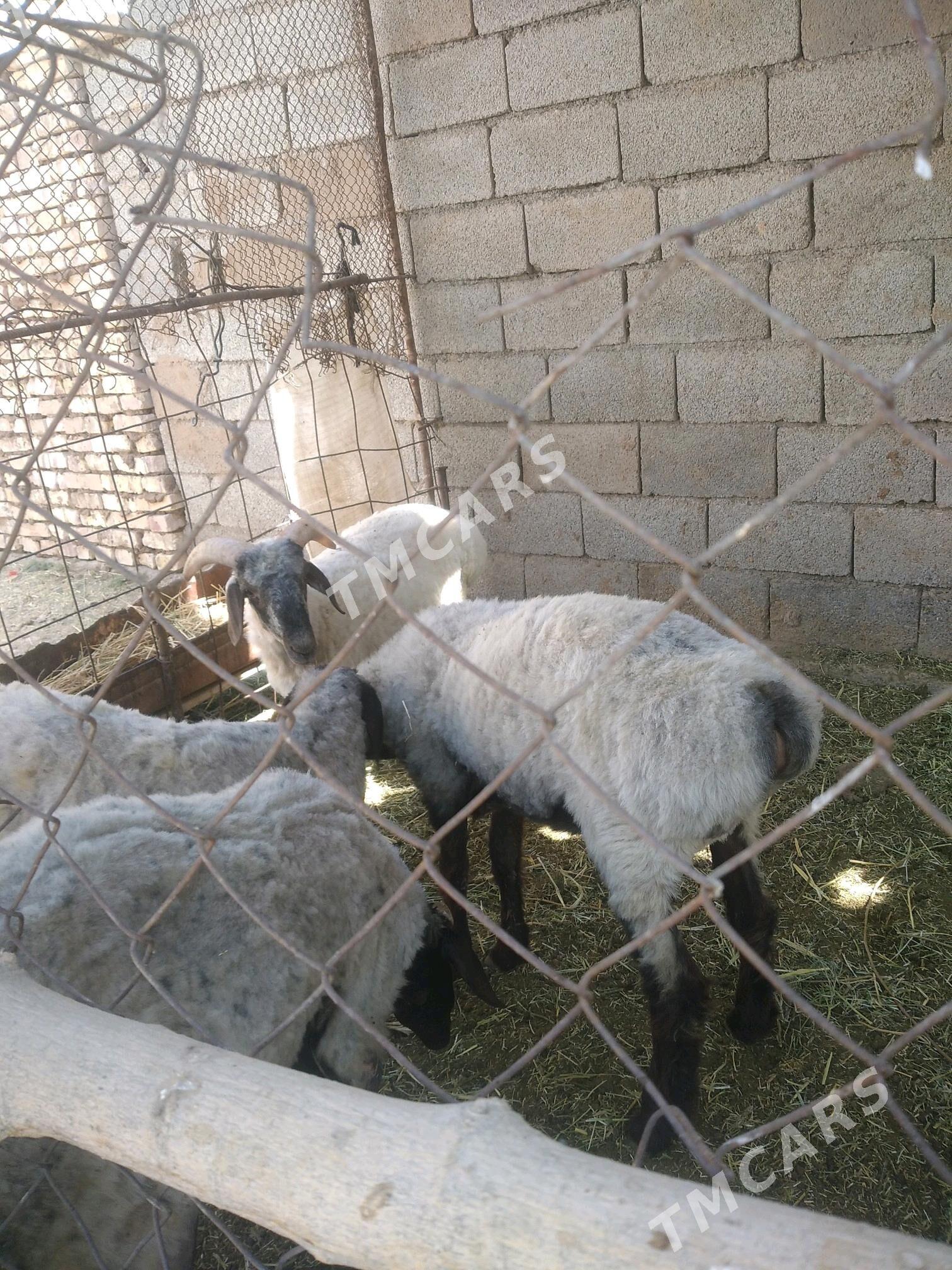 işşek goyun - Tejen - img 4