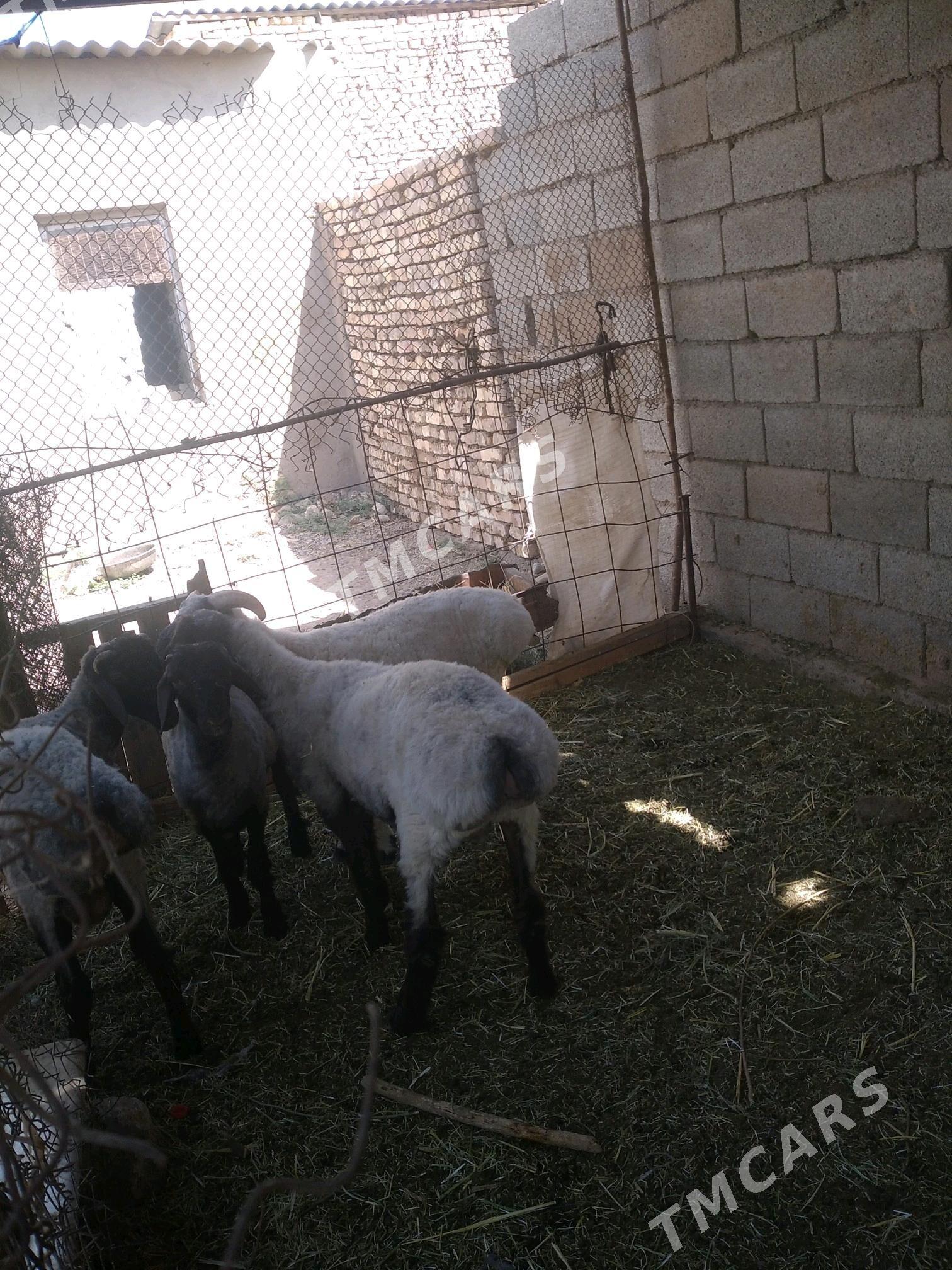işşek goyun - Tejen - img 3