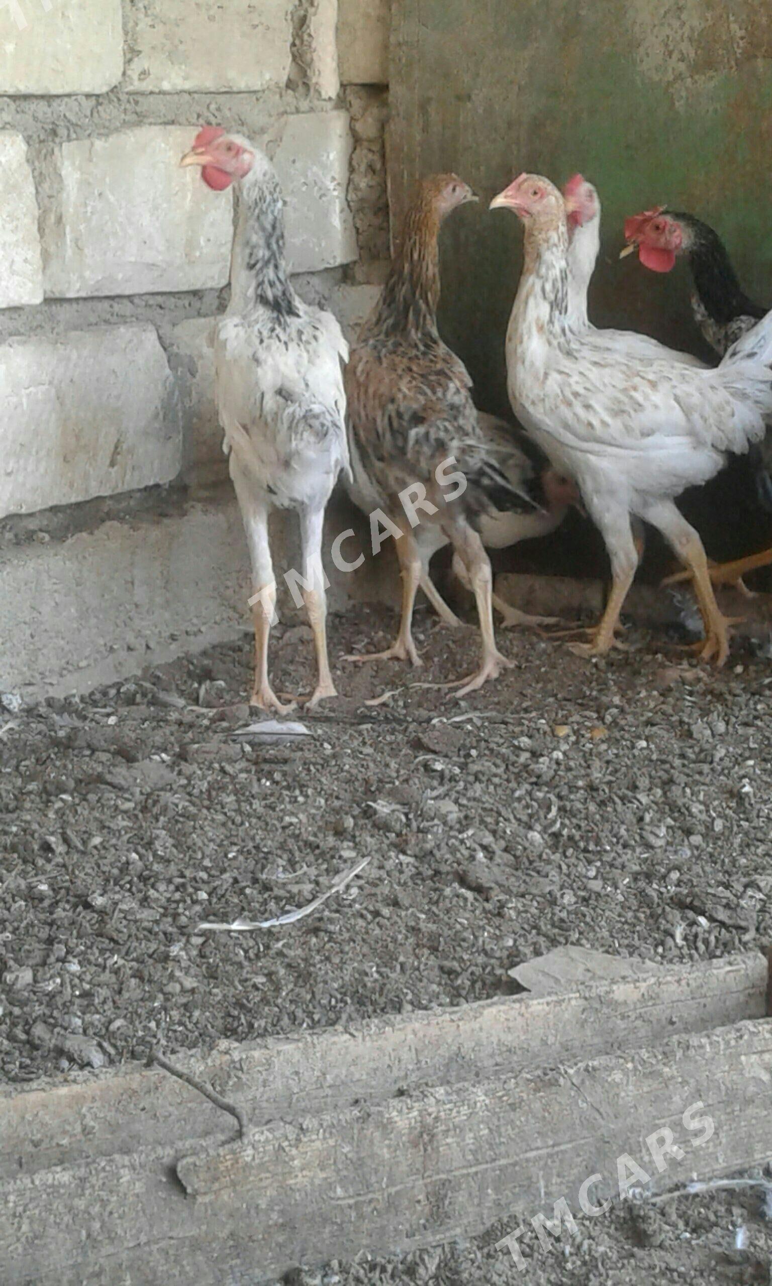 cisti armiyanlar - Balkanabat - img 2