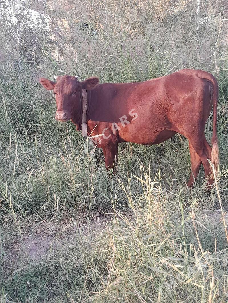 gulajyn mal - Murgap - img 3