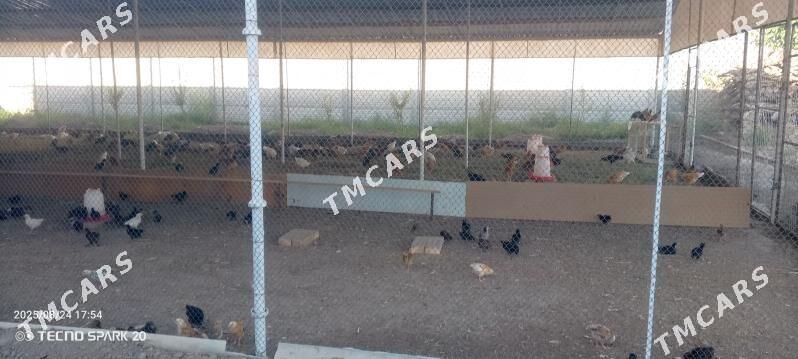 товук жуйже - Mary - img 3