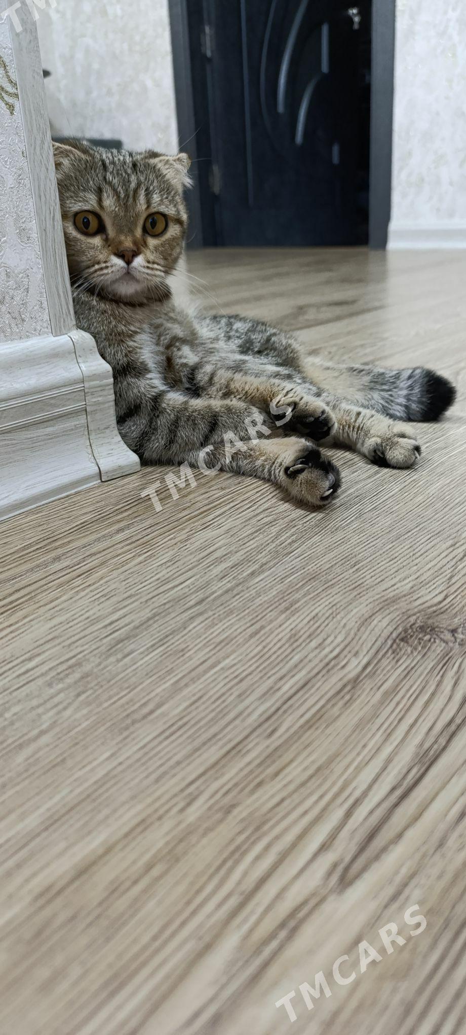 шотландские котята - Türkmenbaşy - img 3