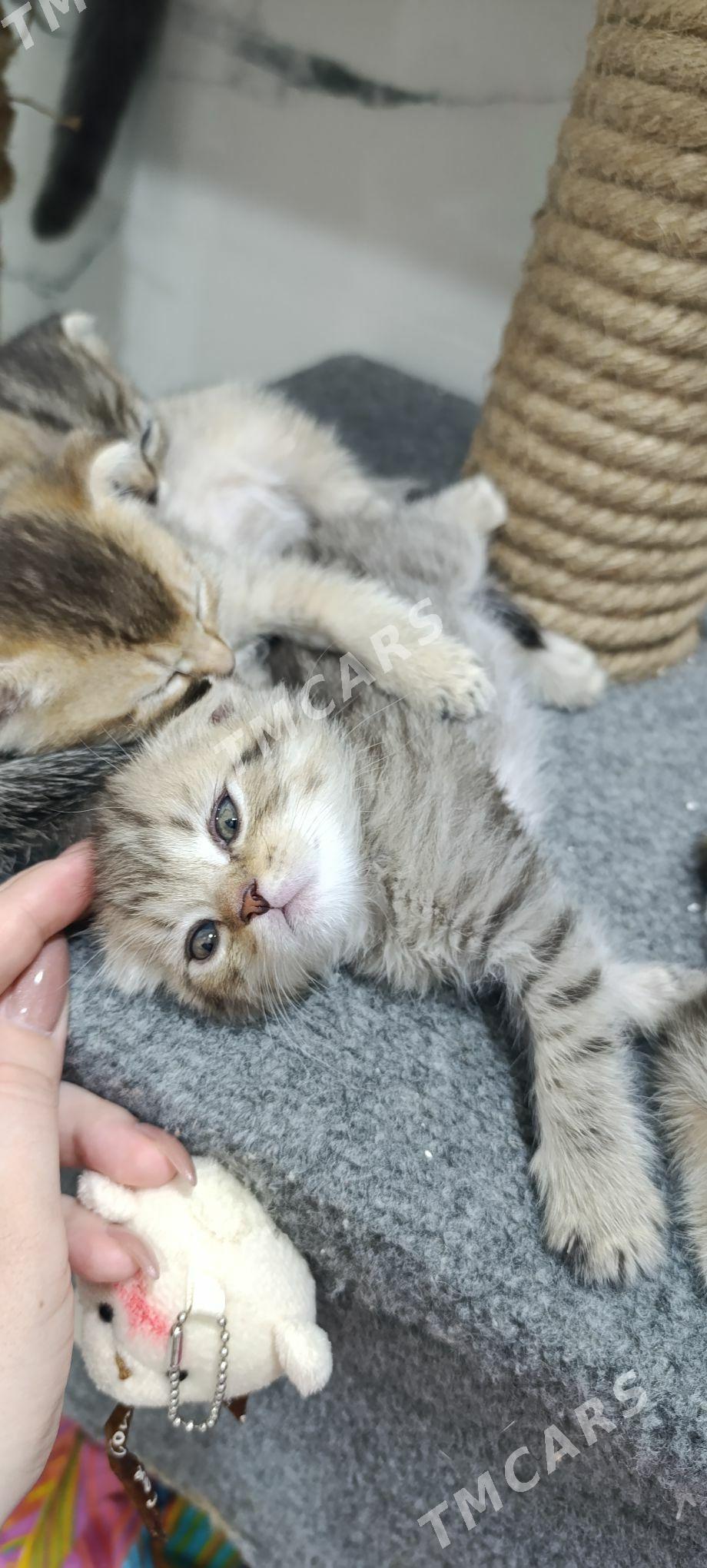 шотландские котята - Türkmenbaşy - img 5