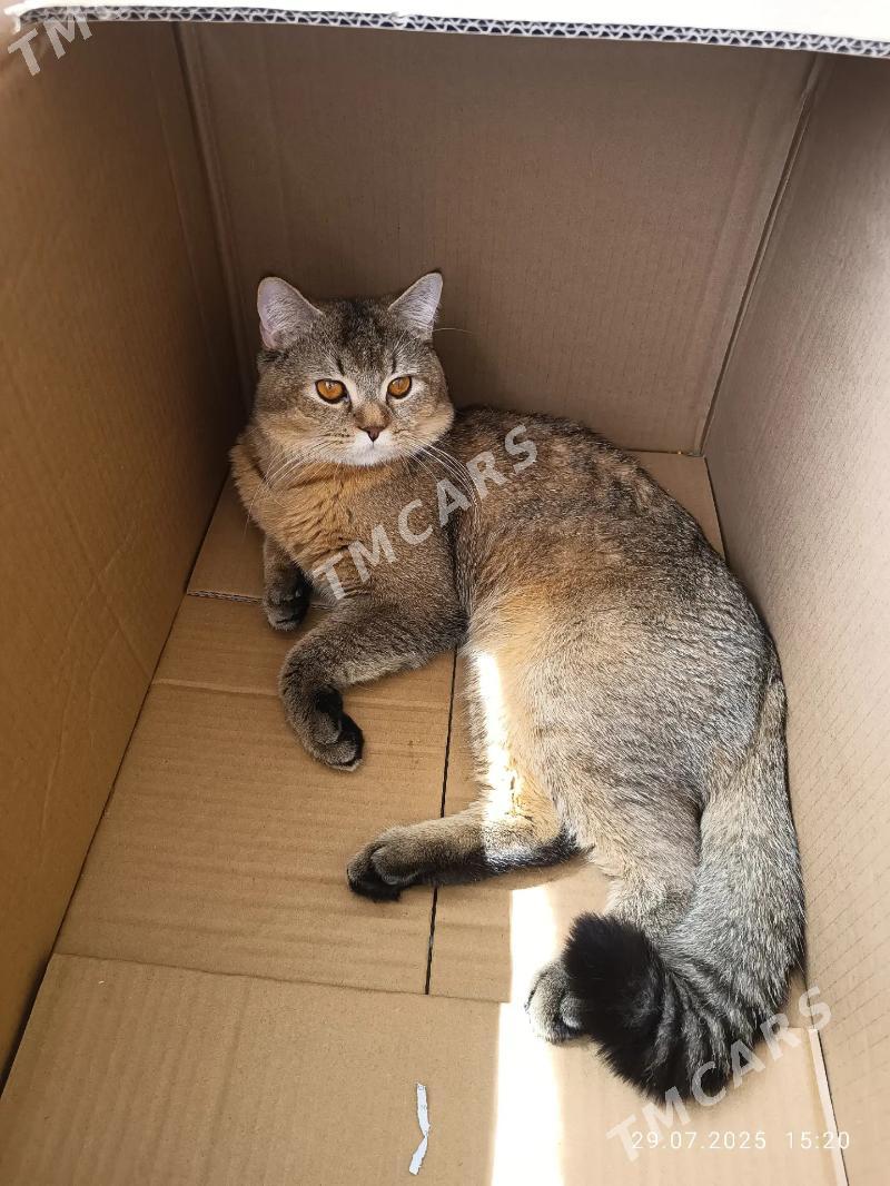 шотландские котята - Türkmenbaşy - img 4