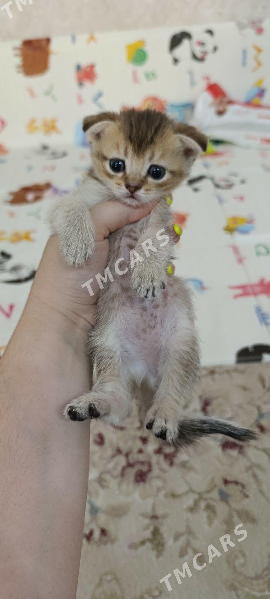 шотландские котята - Türkmenbaşy - img 2