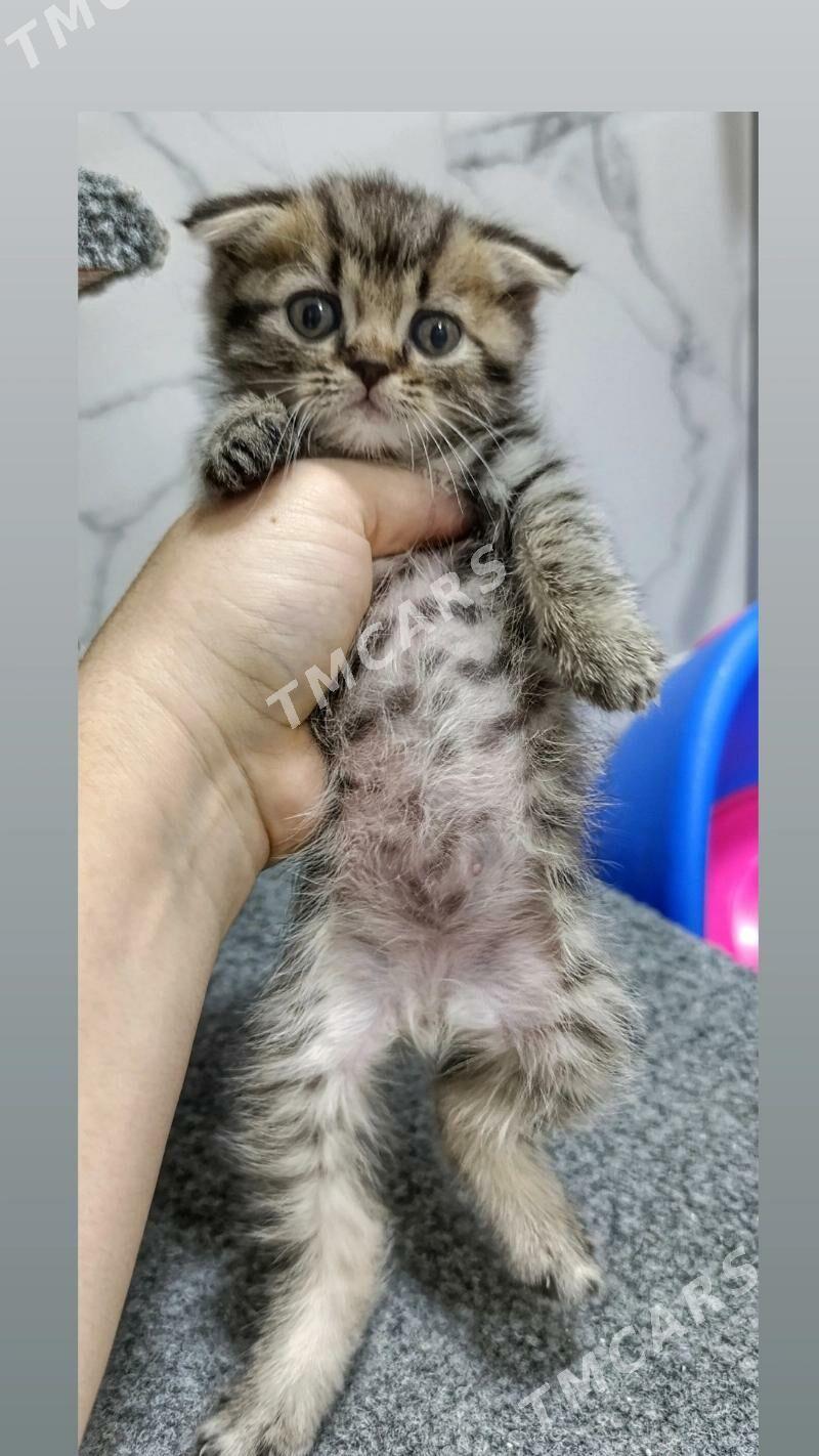 шотландские котята - Türkmenbaşy - img 6