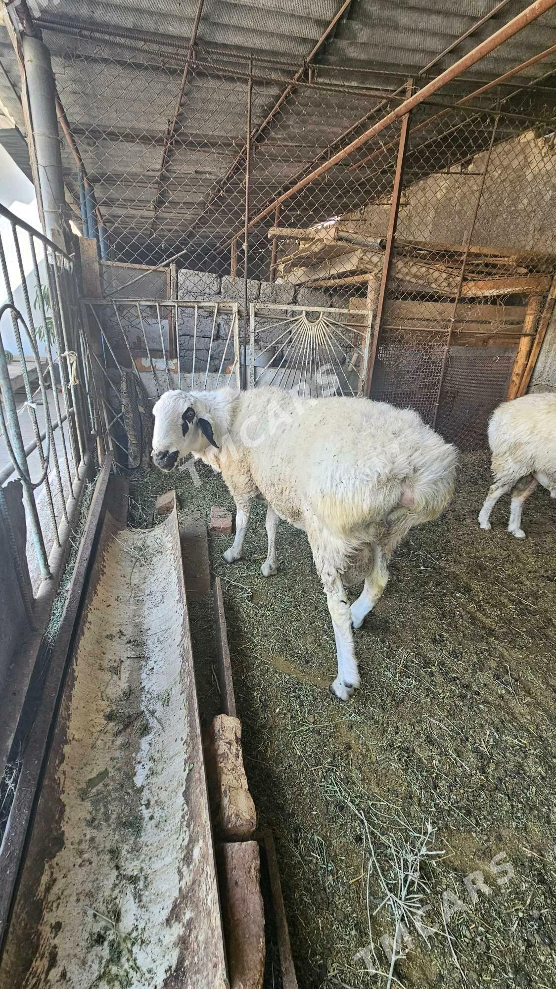 Goç - Gökdepe - img 2