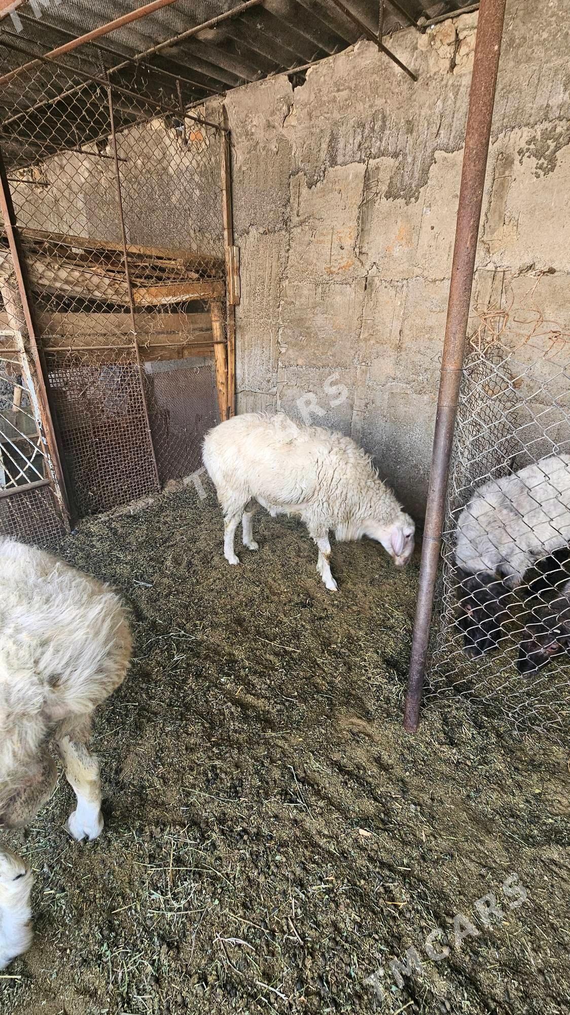 Goç - Gökdepe - img 3