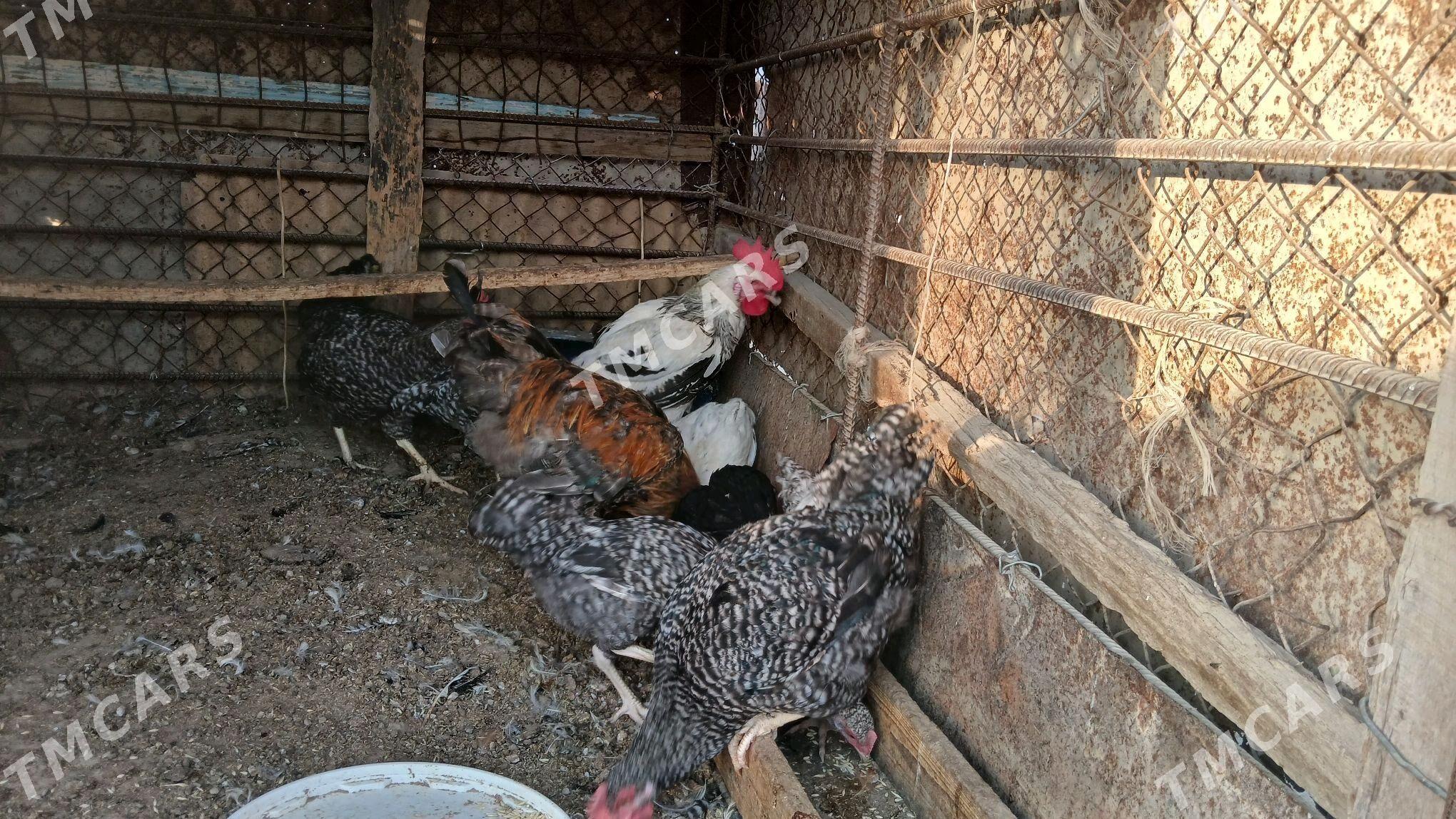 DOMINANT  TOWUKLAR - Бузмеин - img 2