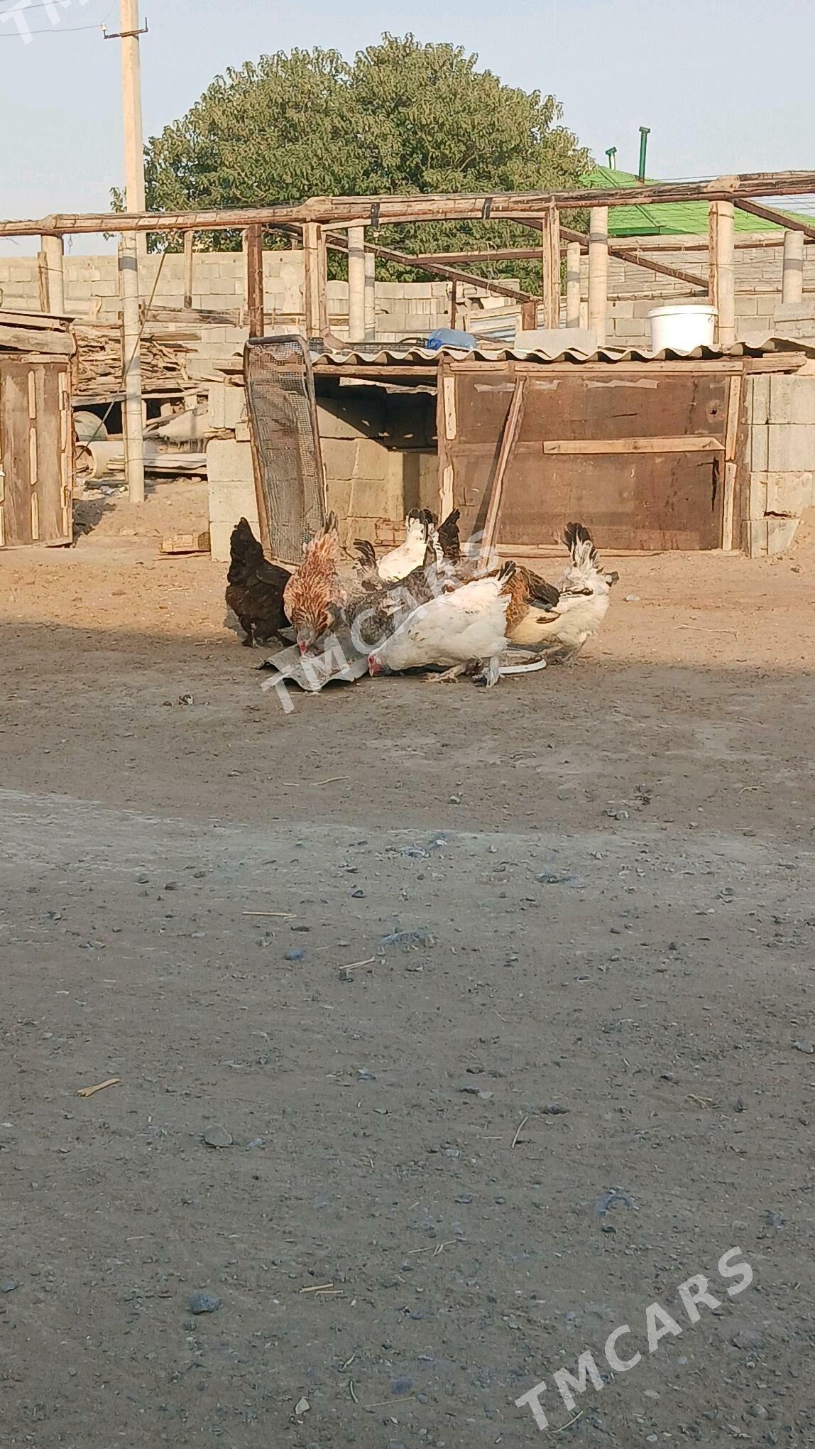DOMINANT  TOWUKLAR - Бузмеин - img 4