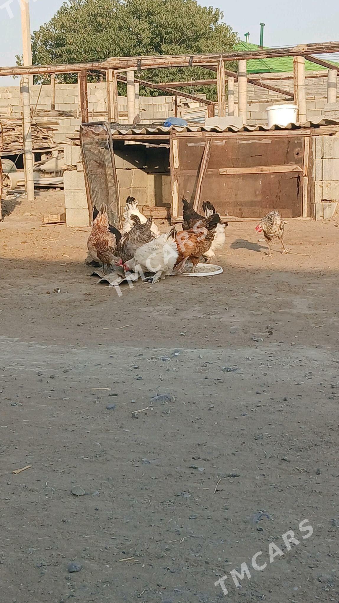 DOMINANT  TOWUKLAR - Бузмеин - img 3