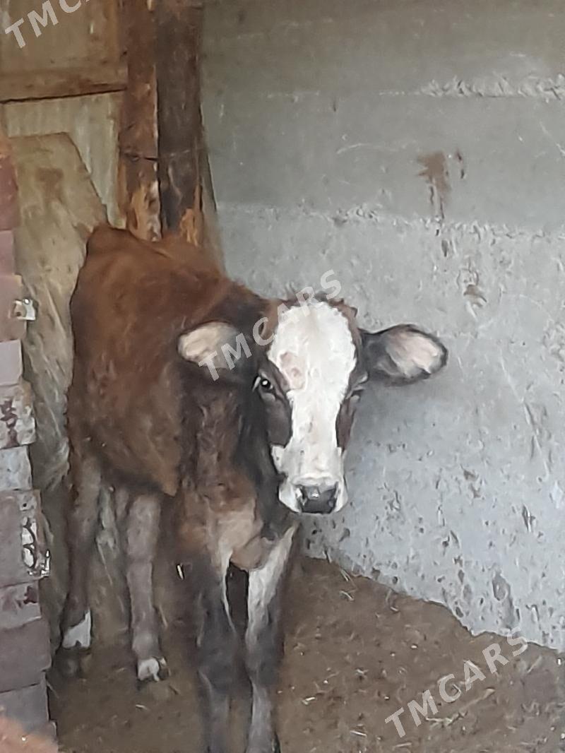 ókùzçe - Gyzylarbat - img 2