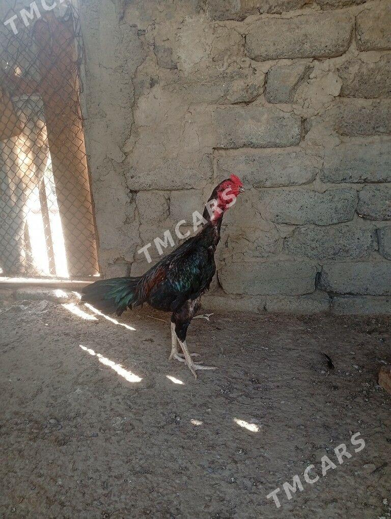 Taşkent horaz - Gökdepe - img 2