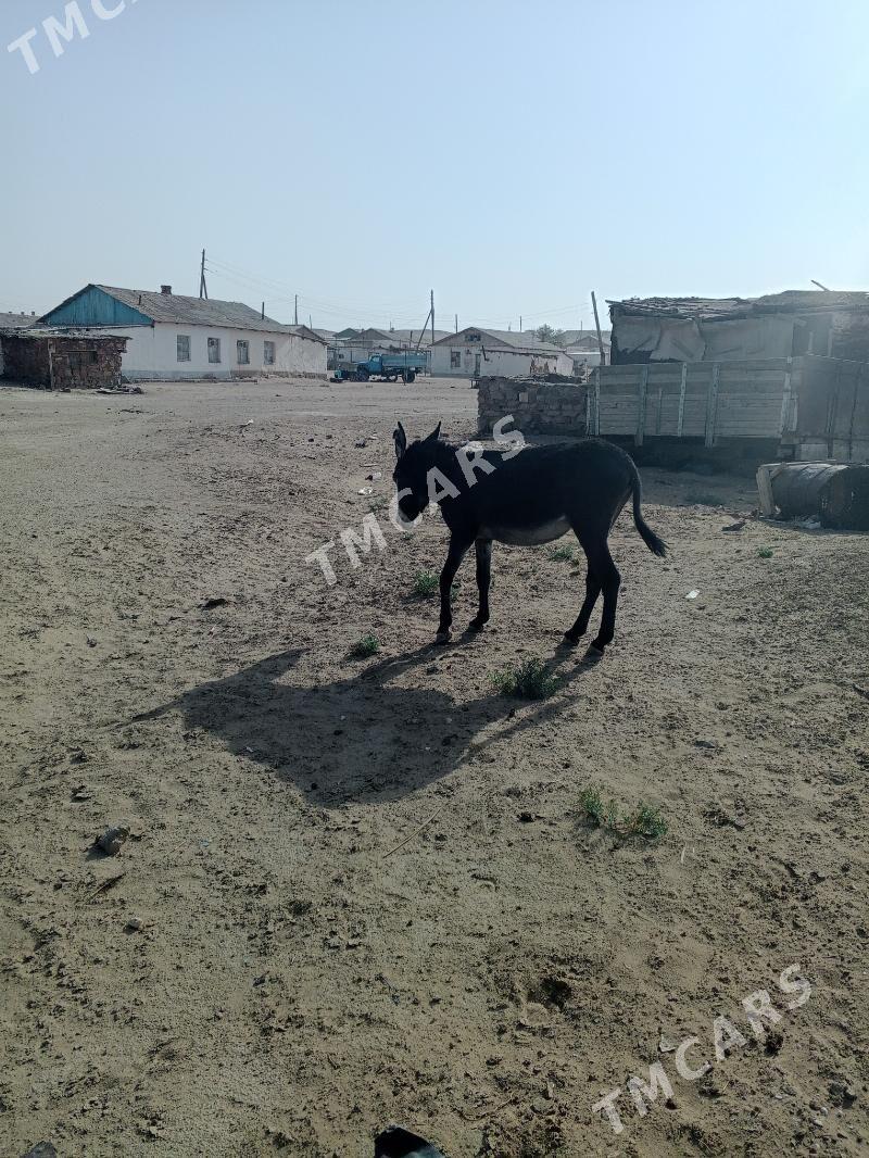 eşek - Туркменбаши - img 2