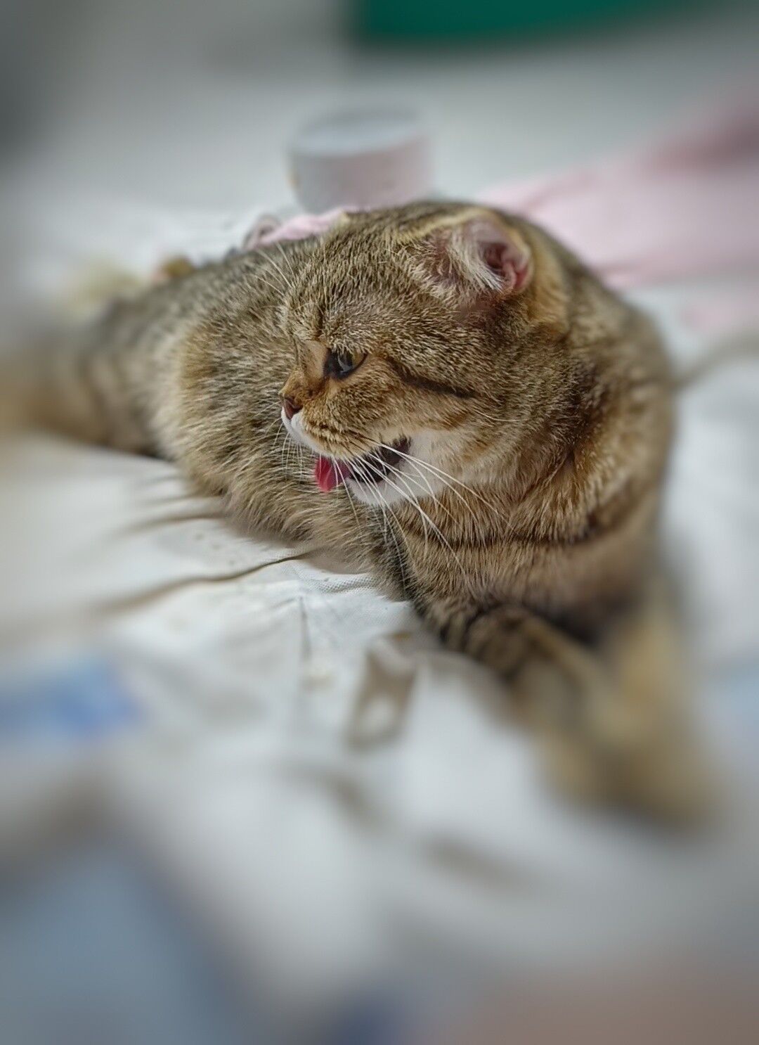 шотландские котята - Türkmenbaşy - img 8