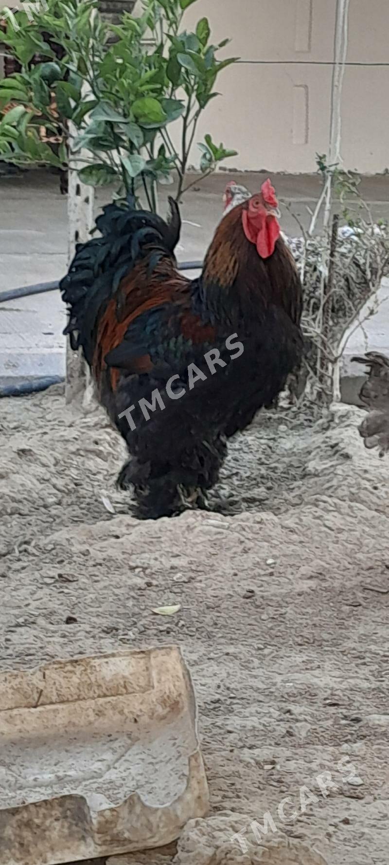 Brama horoz - Arkadag - img 2
