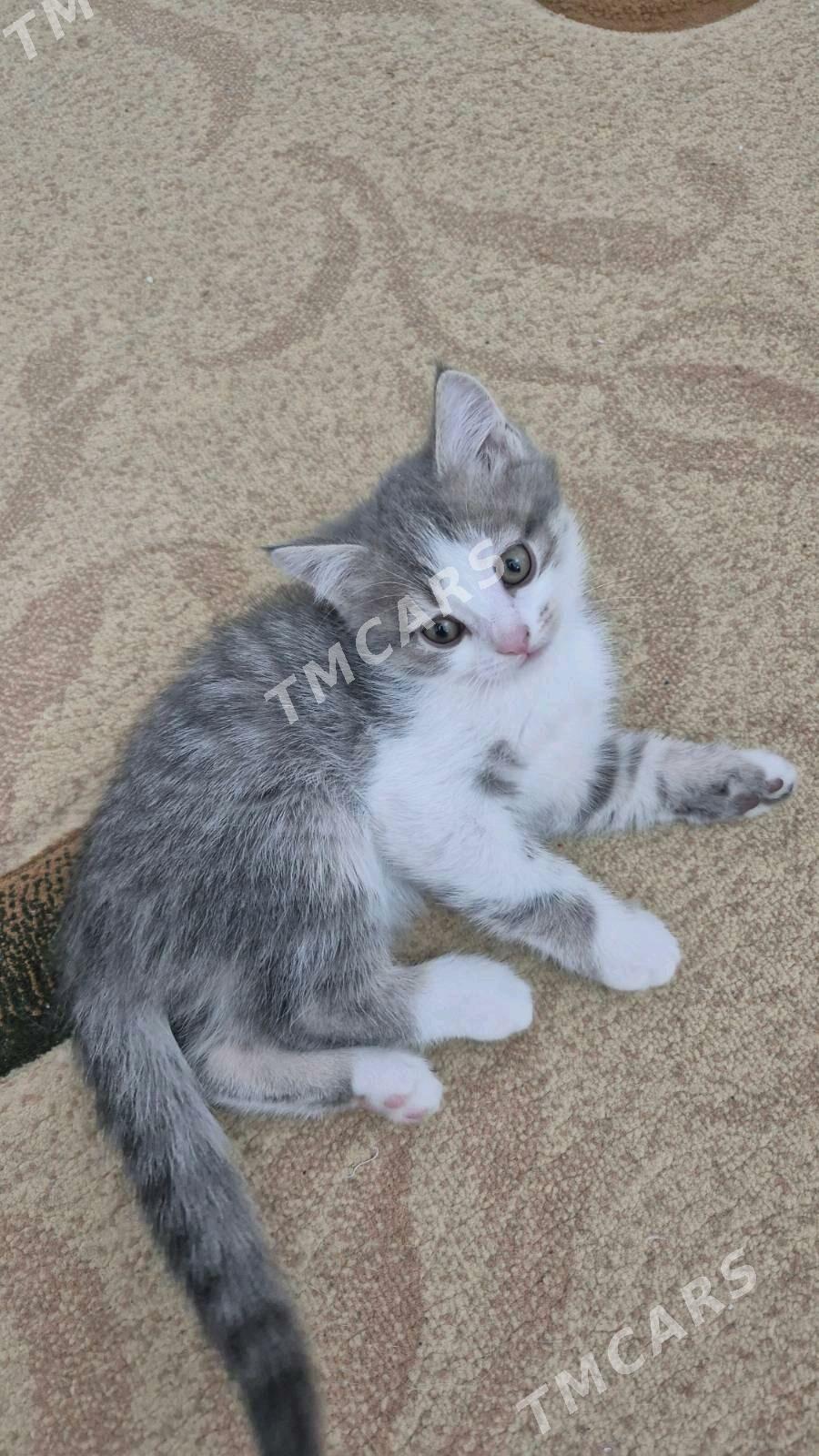 Pishijekler, котята - Анев - img 2