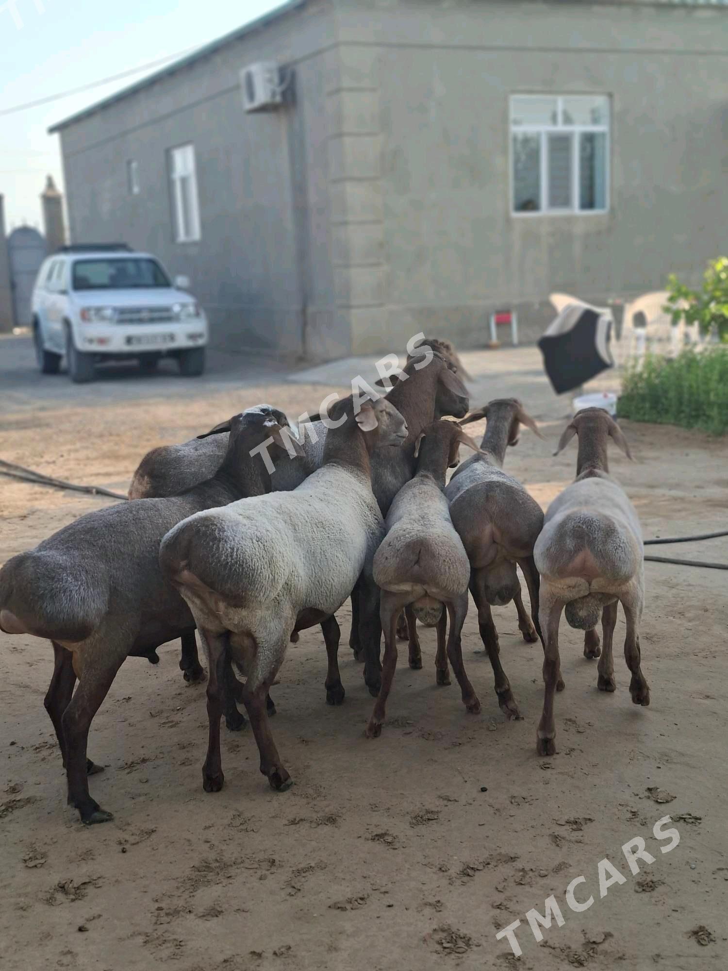 gisary mal - Ашхабад - img 5