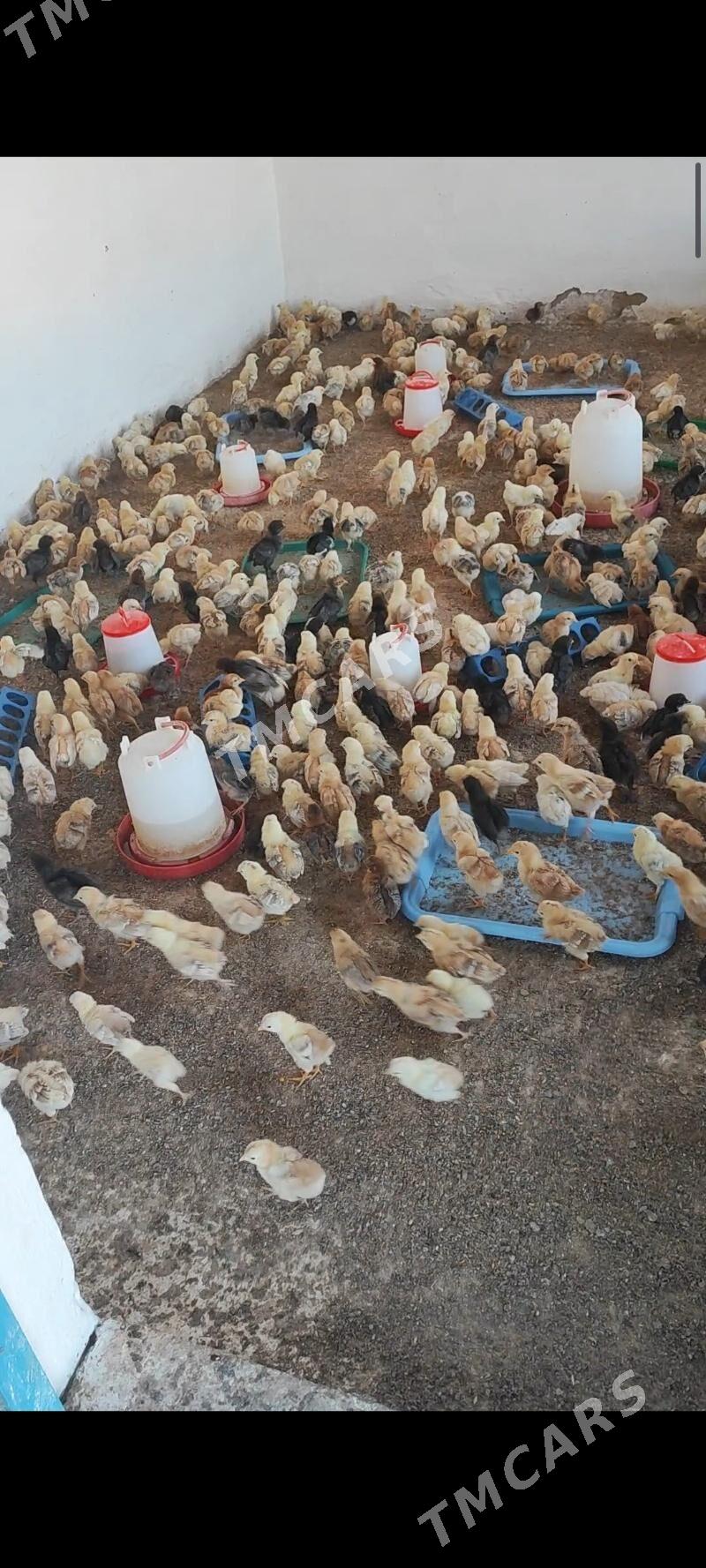 ferma towuk juyje induk sygyr - Ашхабад - img 5