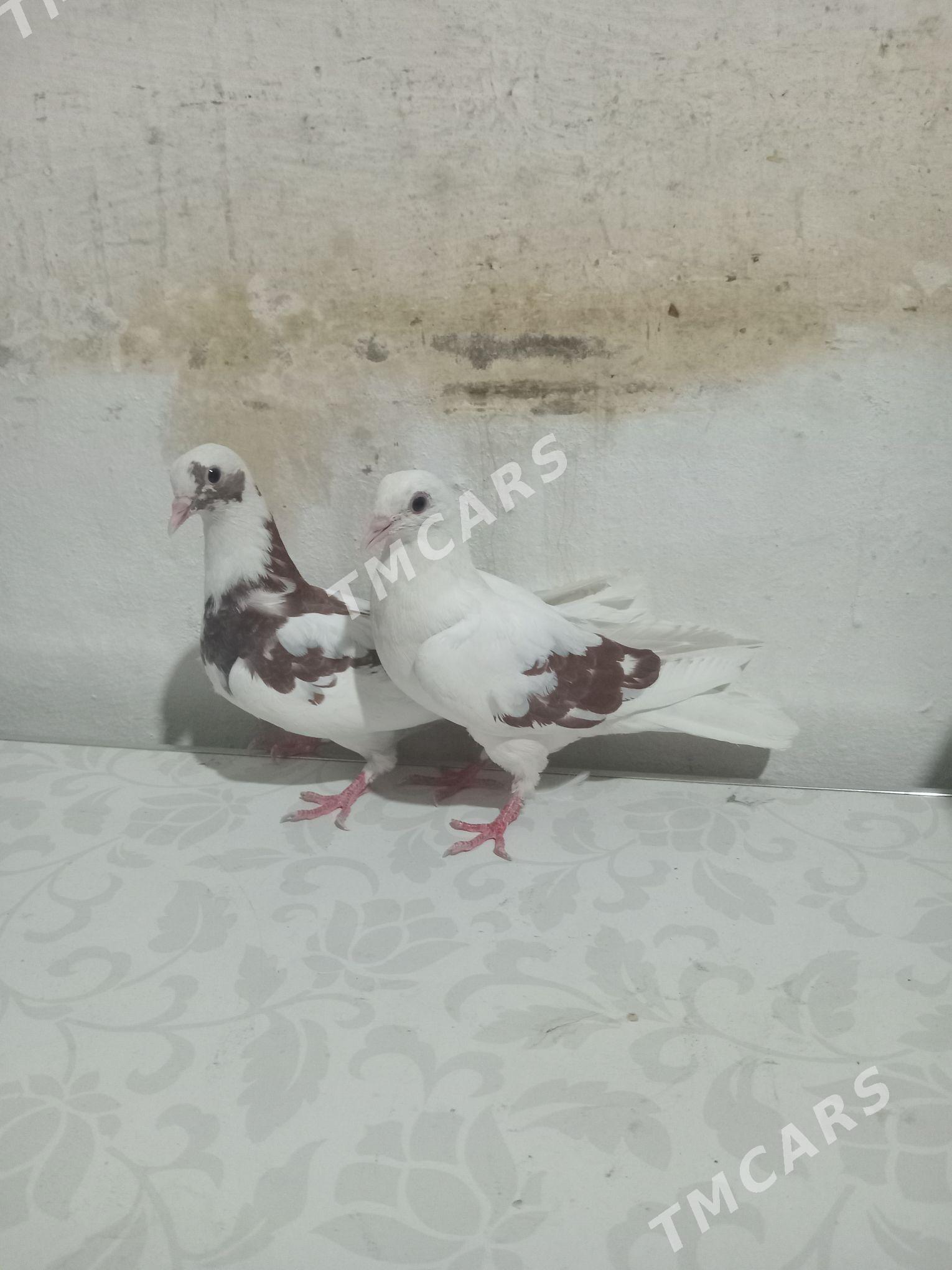 guṣ - Gyzylarbat - img 3
